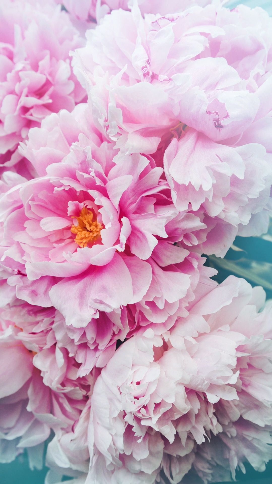1080x1920 Pin by Sarah on Nature | Pink flowers wallpaper, Pink peonies wallpaper, Amazing flowers