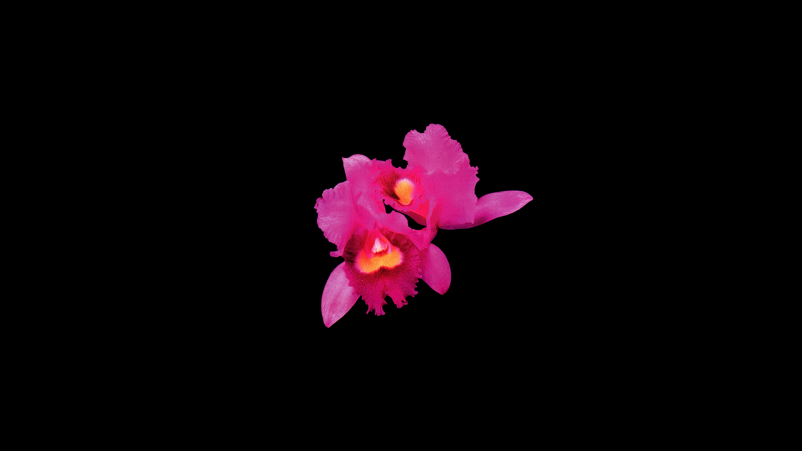 2560x1440 Simple Orchid wallpaper [] : r/Opeth