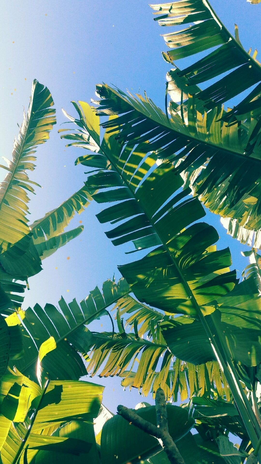 1080x1920 Looking for beautiful iPhone X wallpapers that have a calming affect, then check out these tropical leaves,&acirc;&#128;&brvbar; | Nature wallpaper, Palm leaf wallpaper, Leaf wallpaper