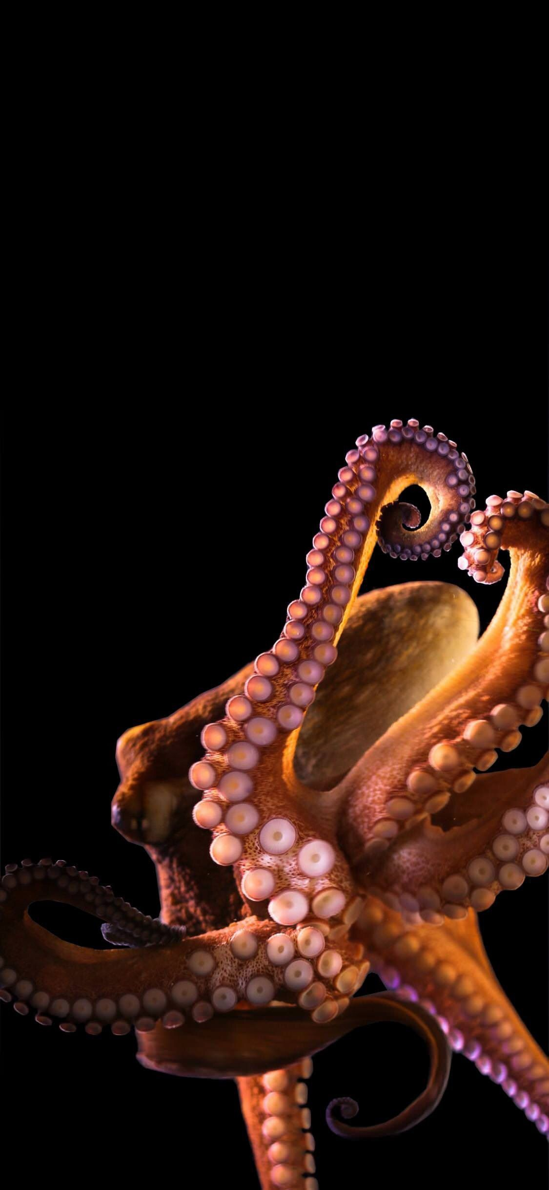 1125x2436 Pin by pamela&eth;&#159;&#140;&raquo; on iWallpapers | Octopus, Octopus wallpaper, Octopus photography