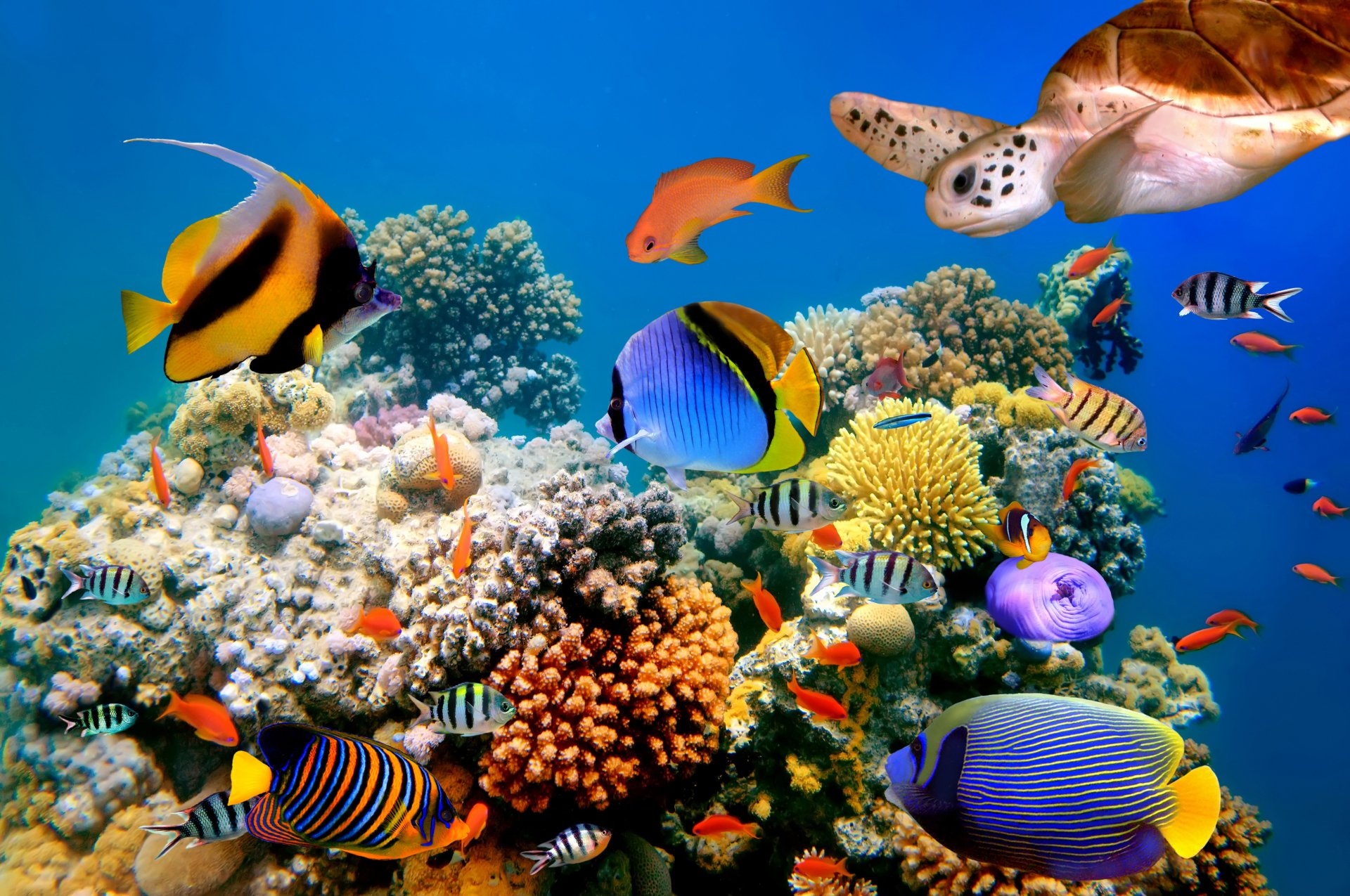 1920x1275 10+ Coral Reef HD Wallpapers and Backgrounds