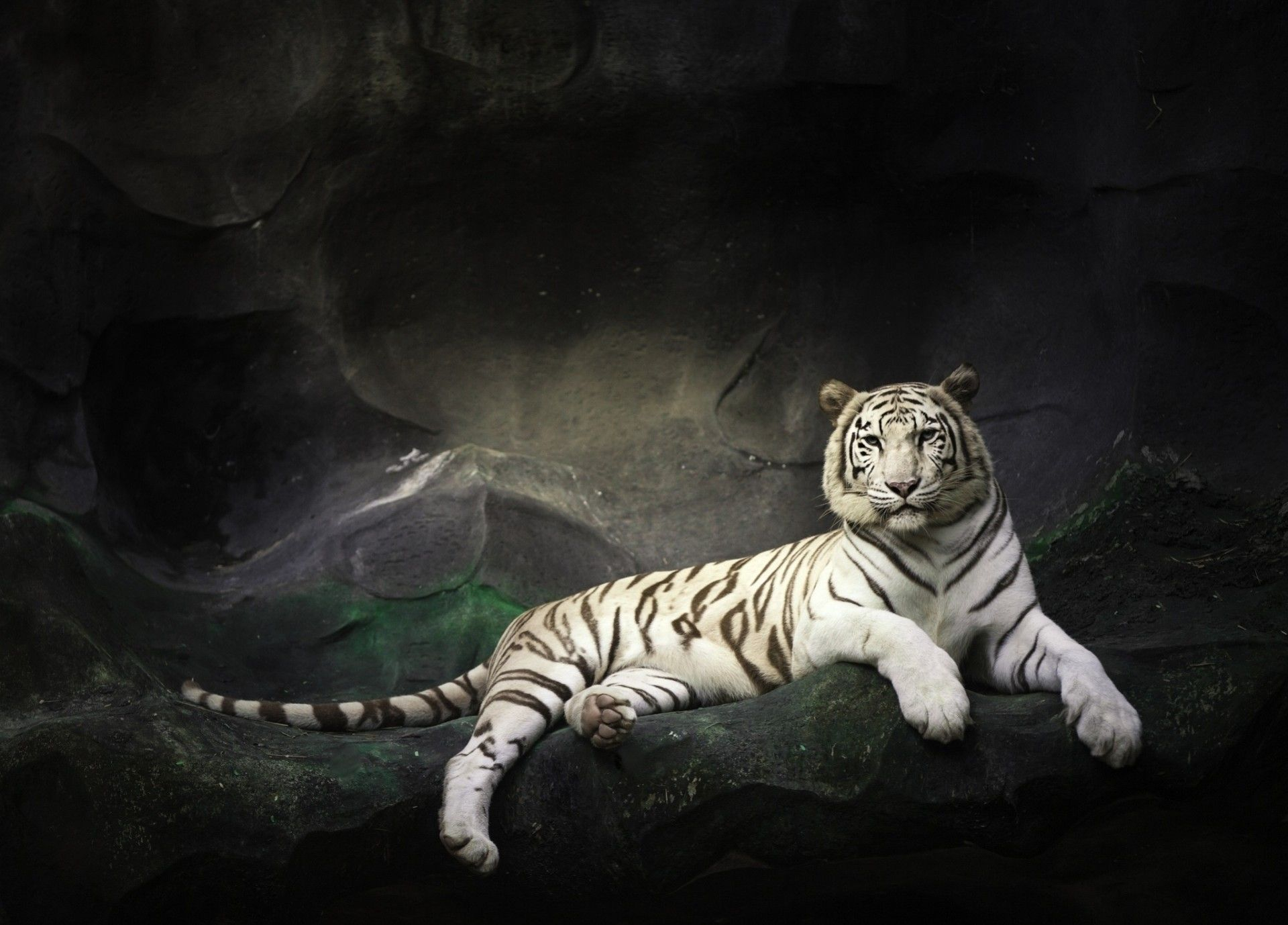 1920x1378 46 White Tiger Wallpapers Wallpaperboat