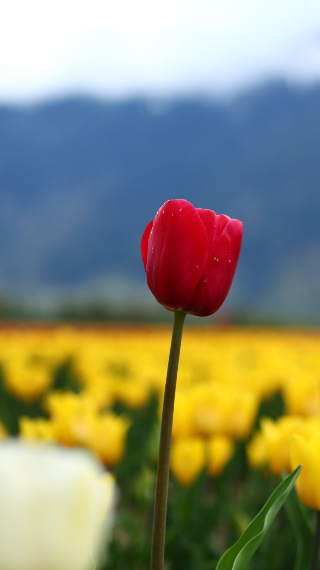 1080x1920 Red tulip htc one wallpaper Best htc one wallpapers