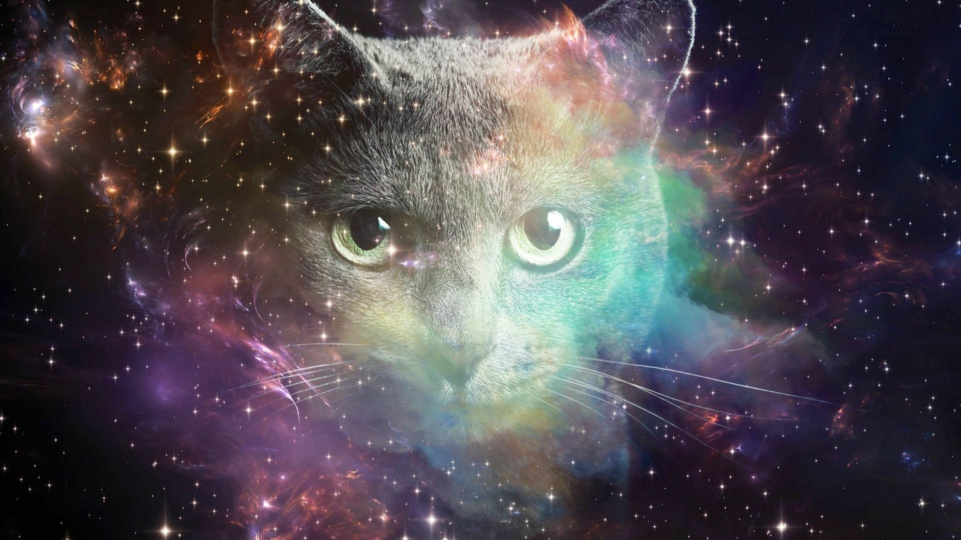 1920x1080 Space Cat Wallpapers Top Free Space Cat Backgrounds