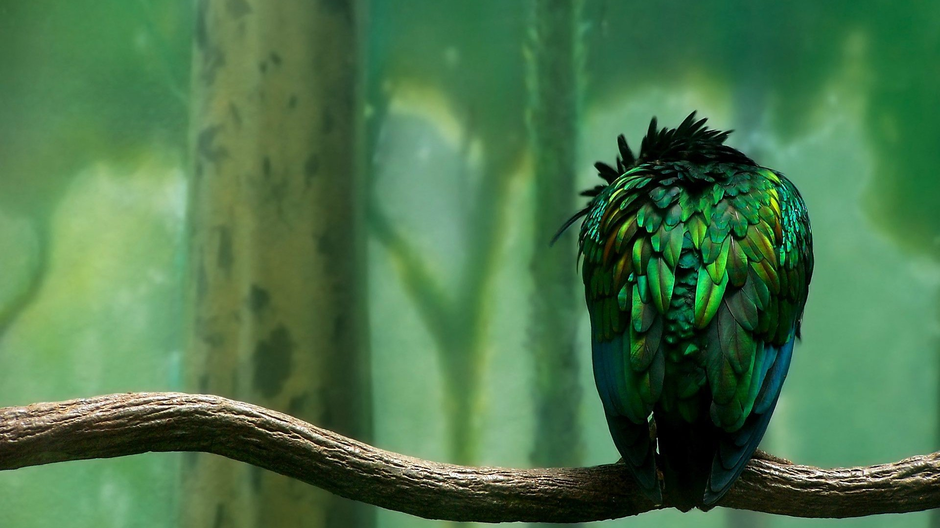 1920x1080 Parrot Beautiful Art, HD Birds, 4k Wallpapers, Images, Backgrounds, Photos and Pictures