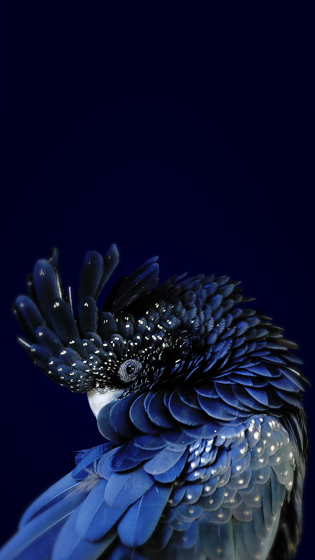 1080x1920 Parrot Wallpaper for iPhone 11, Pro Max, X, 8, 7, 6 Free Download on 3Wallpapers