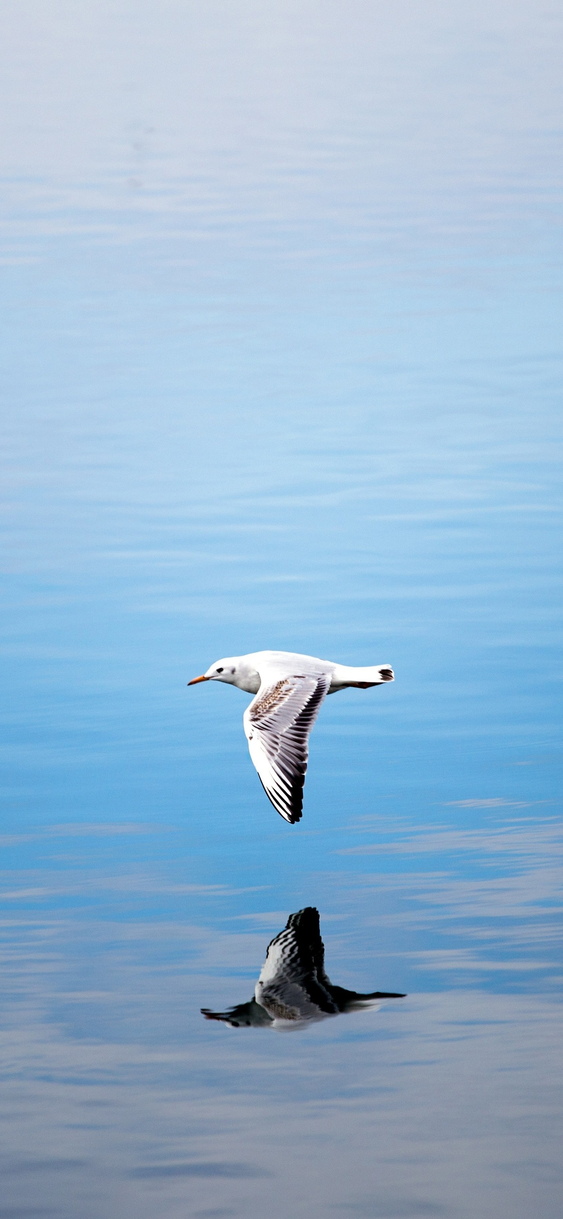 1125x2436 Seagull Flying Over Body Of Water Iphone XS,Iphone 10,Iphone X HD 4k Wallpapers, Images, Backgrounds, Photos and Pictures