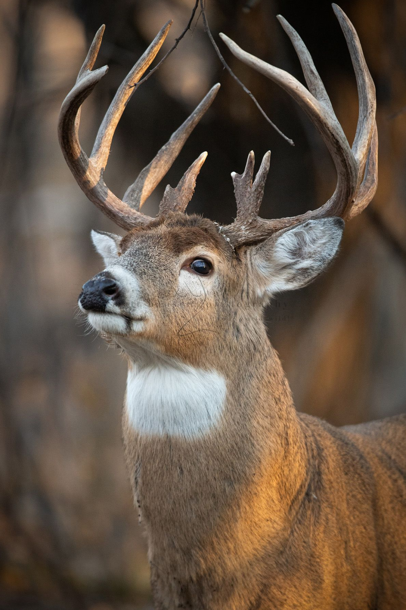 1317x1976 Professional Whitetail Deer Photography | Matt Hansen | Deer photography, Whitetail deer photography, Whitetail deer