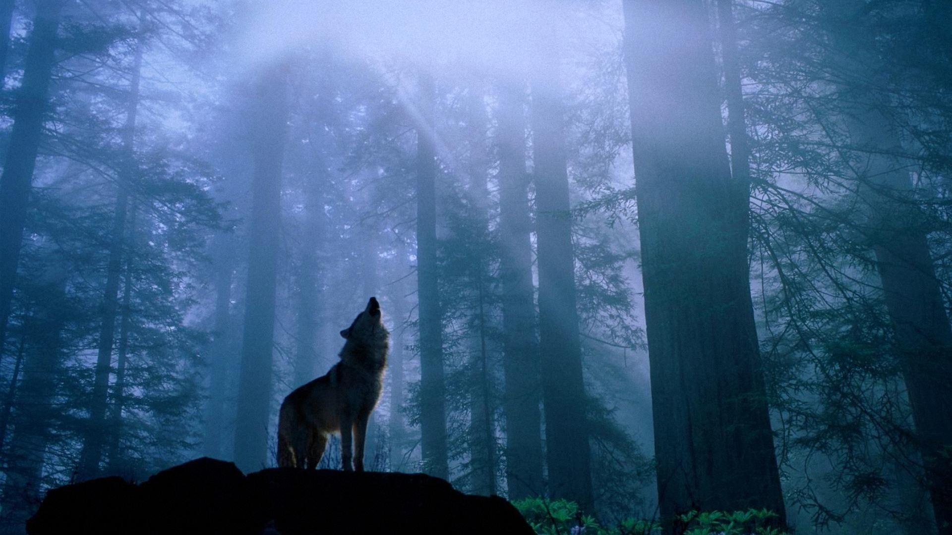 1920x1080 wolf #twilight #forest #darkness #1080P #wallpaper #hdwallpaper #desktop | Hd wallpaper, Forest illustration, Animal wallpaper