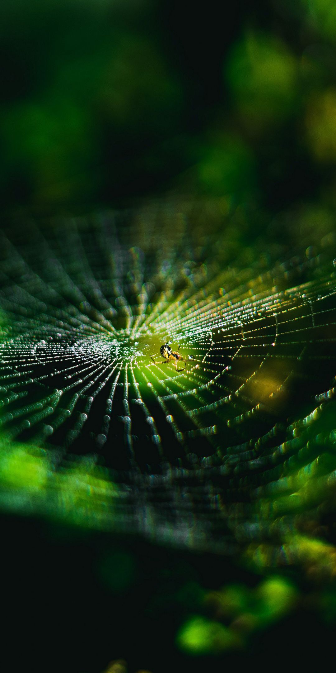 1080x2160 Spider-web, nature, insect, macro wallpaper | Spider web, Wallpaper, Spider