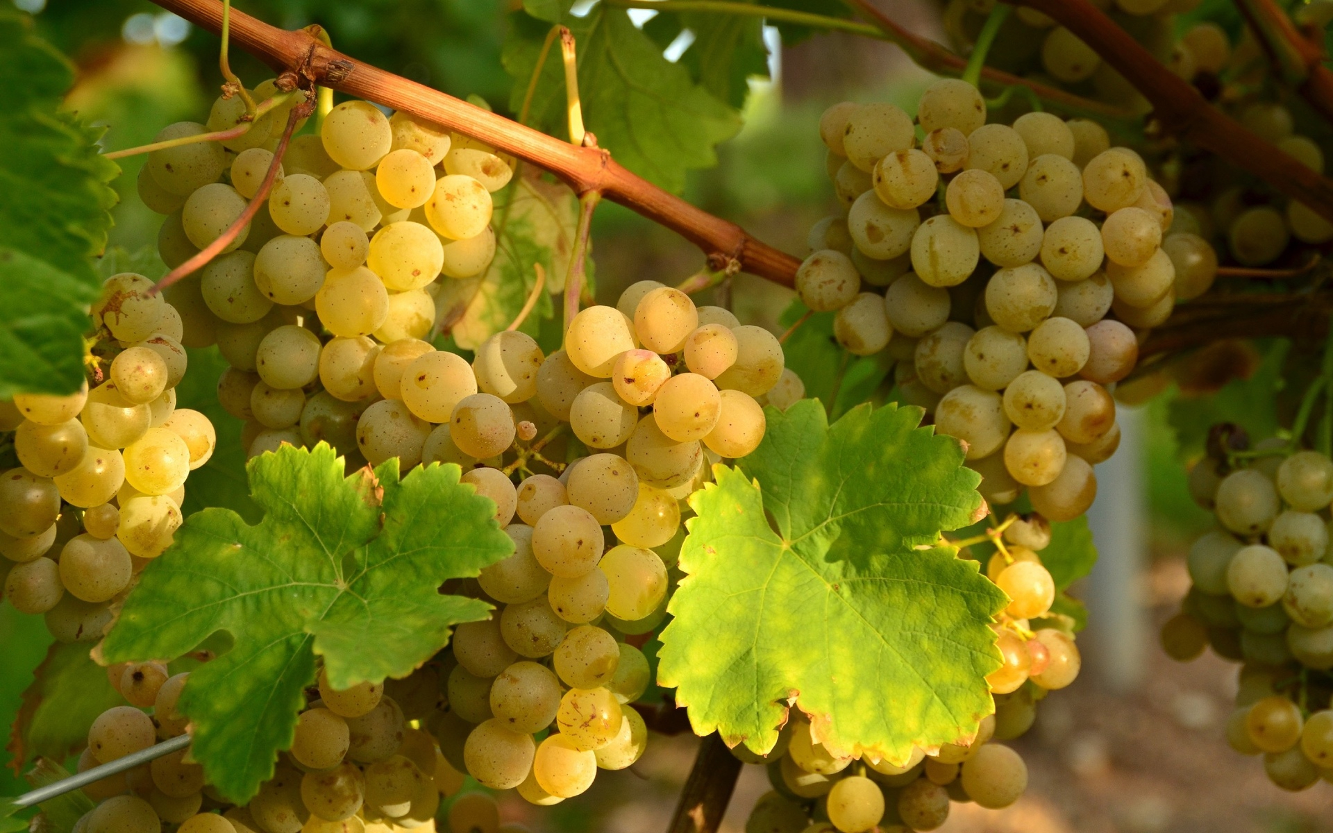 1920x1200 Food grapes vines vineyard fruit farm sunlight nature wallpaper | | 25718