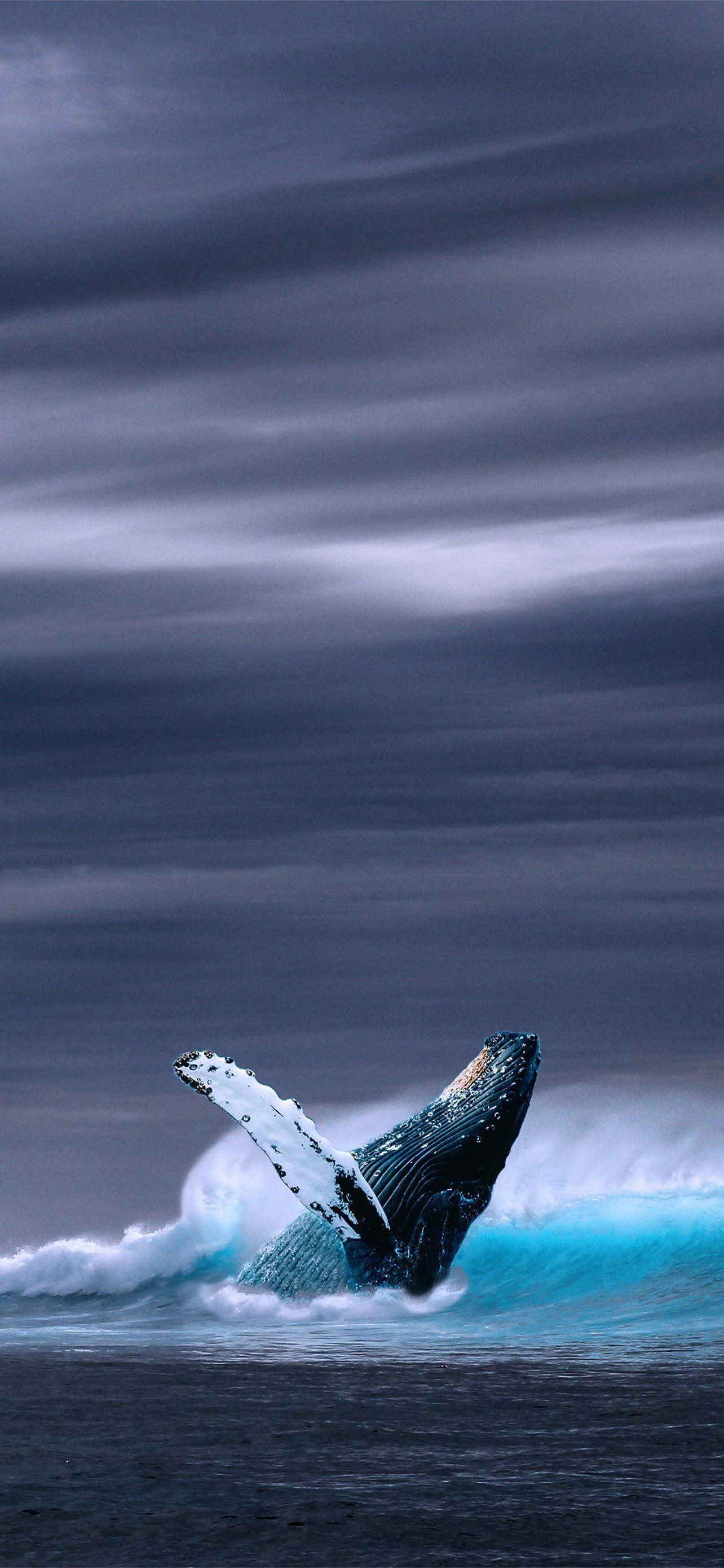 1284x2778 humpback whale iPhone Wallpapers Free Download