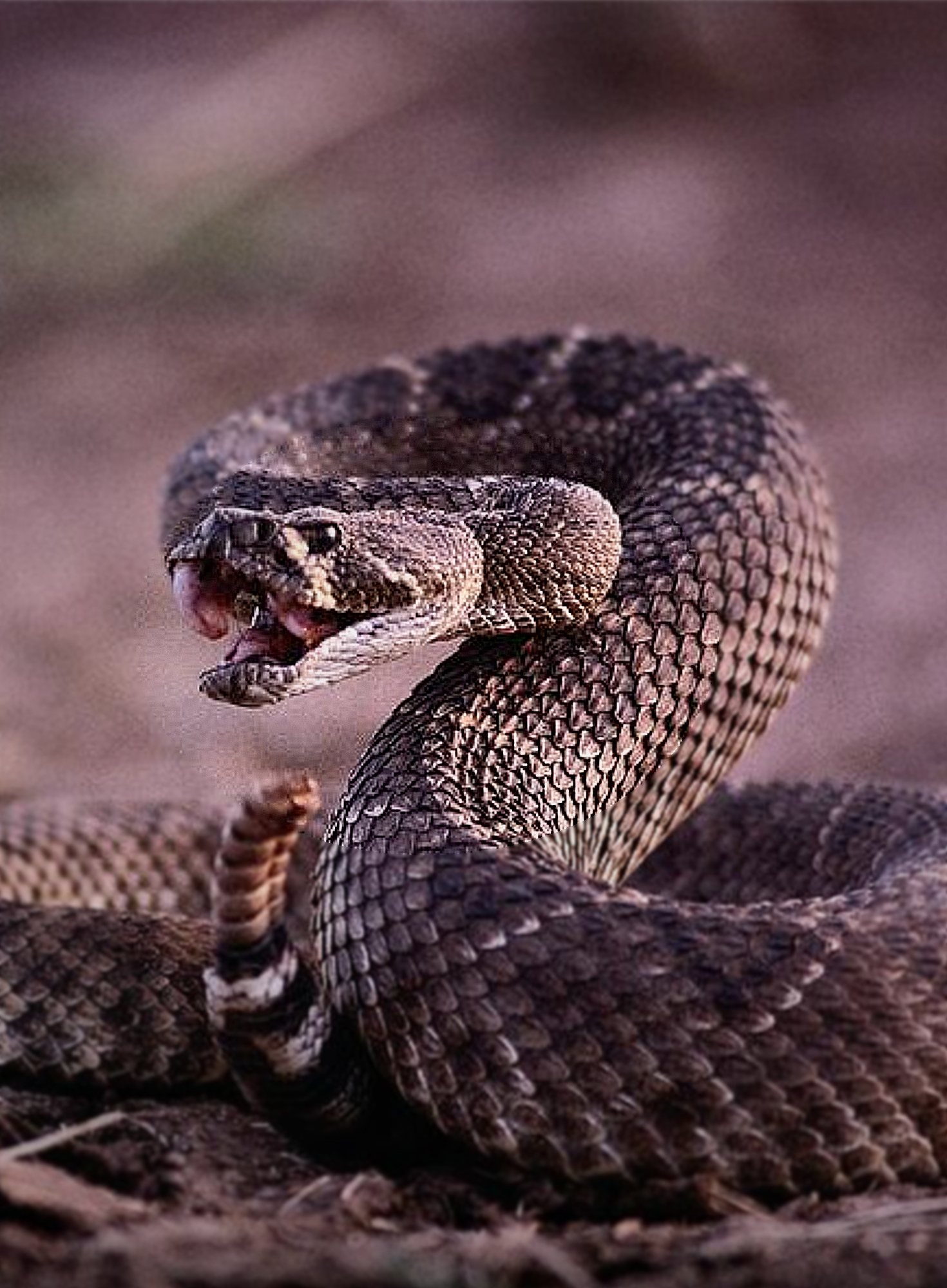 1470x2000 Snake Venom | Snake, Pretty snakes, Rattlesnake tatt