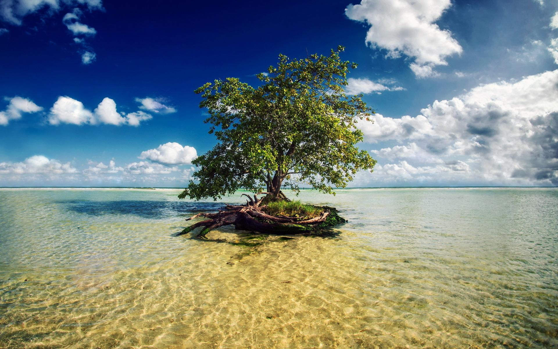 1920x1200 Tree In The Water wallpaper | nature and landscape | Wallpaper Better