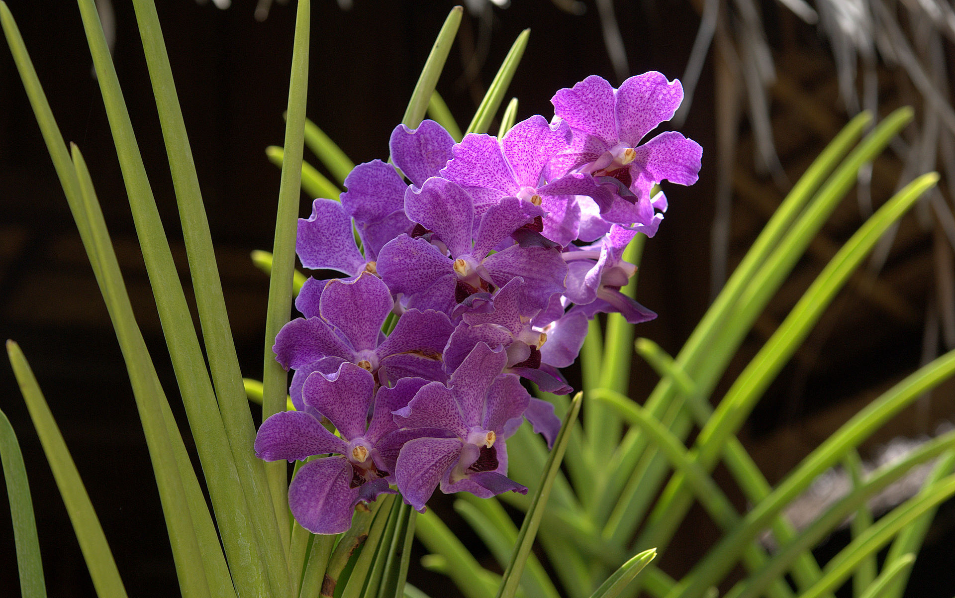1920x1202 cattleya orchid