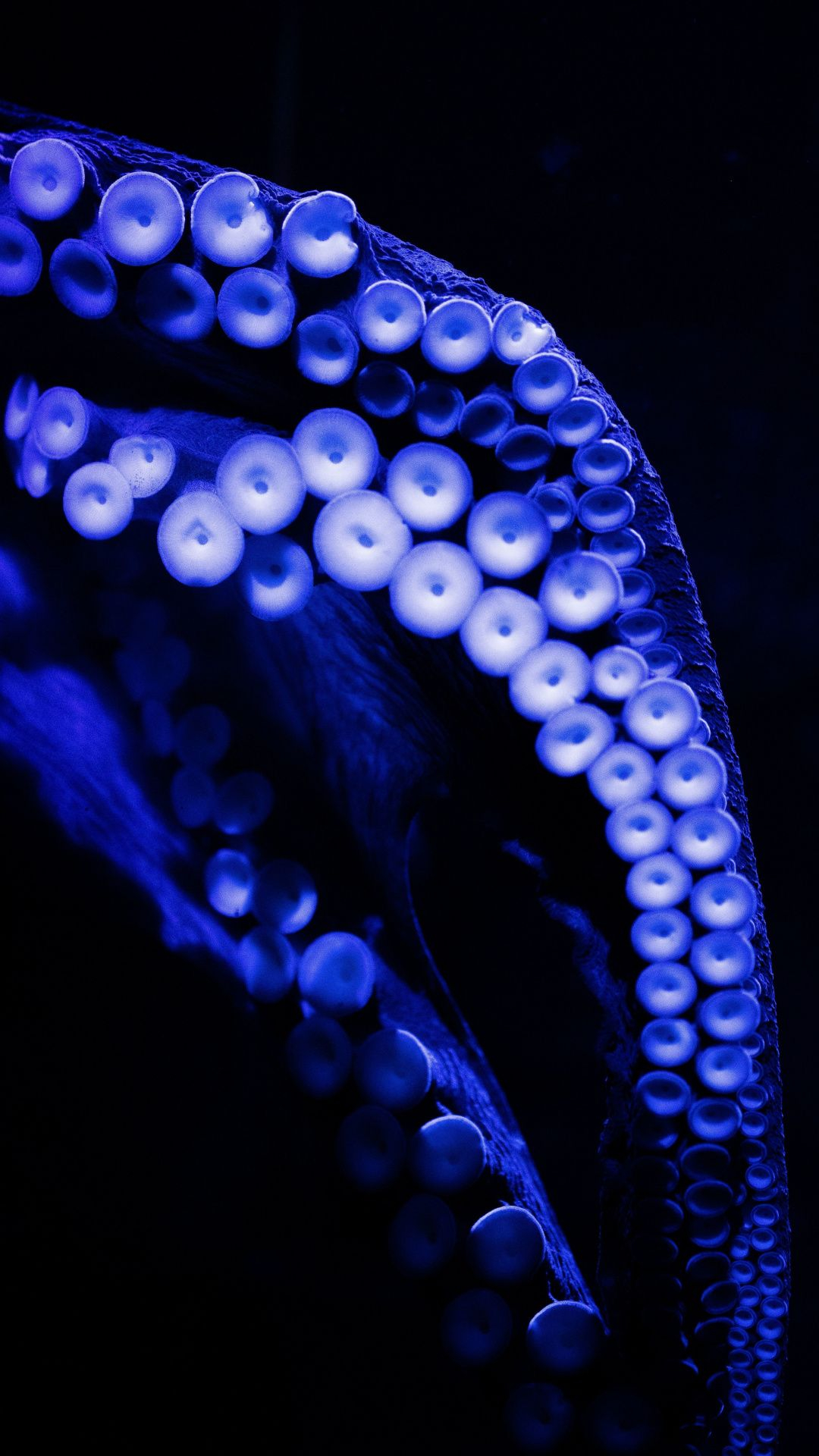 1080x1920 Octopus legs, aquatic life, close up wallpaper | Animal wallpaper, Octopus wallpaper, Octopus legs