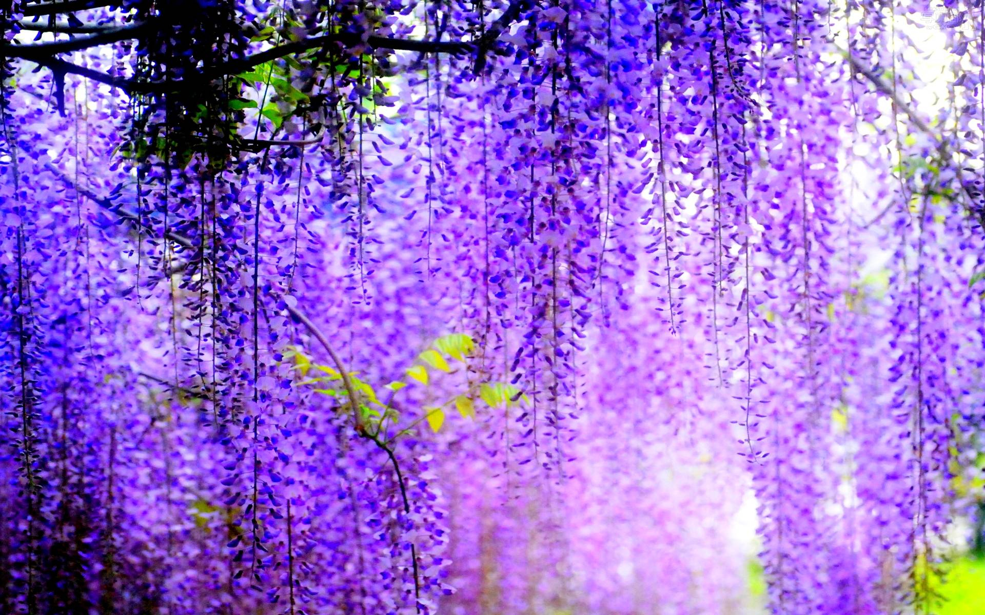 1920x1200 Wisteria Wallpapers