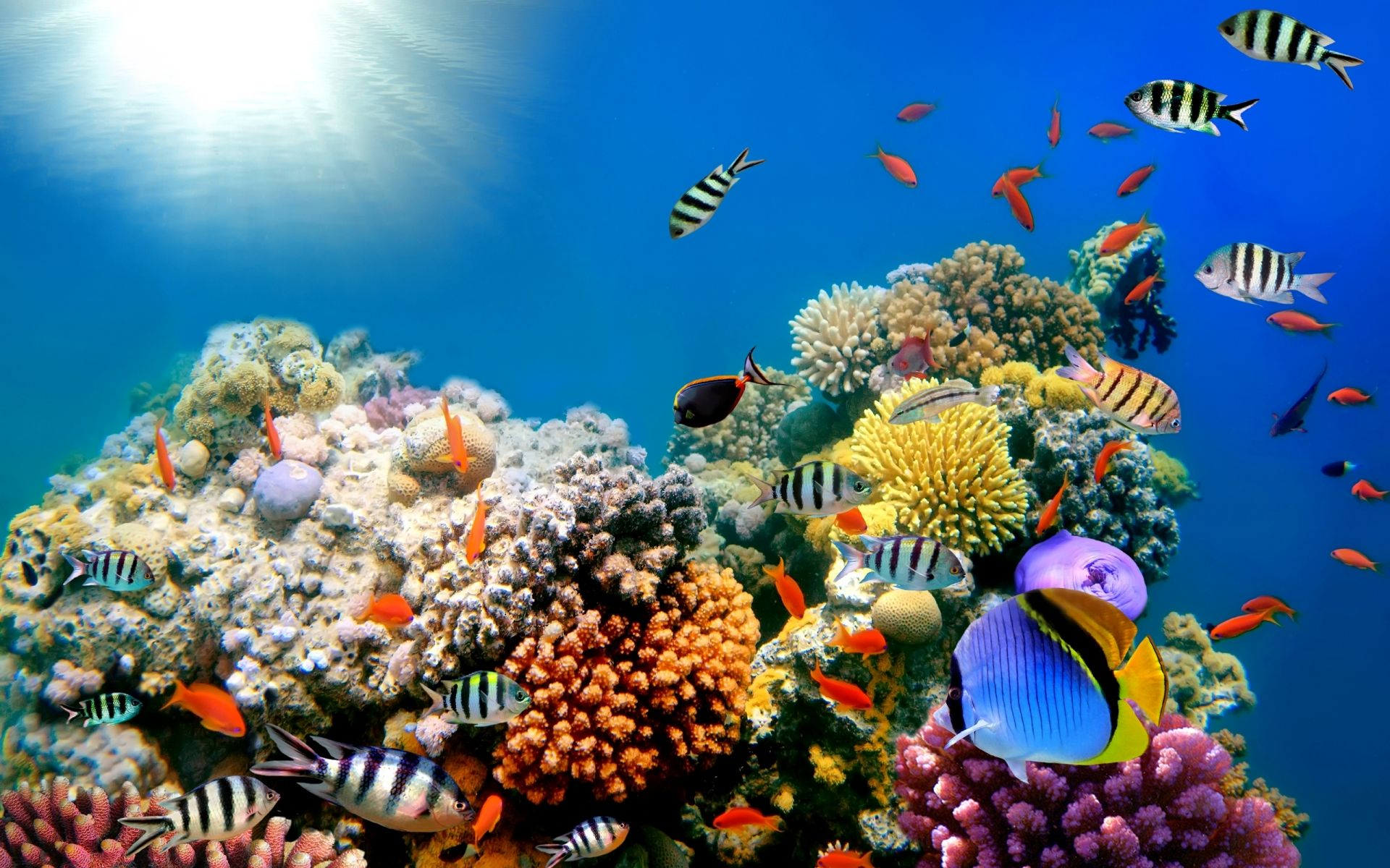 1920x1200 Meanwhile, down at the reef | Underwater wallpaper, Ocean underwater, Fish background