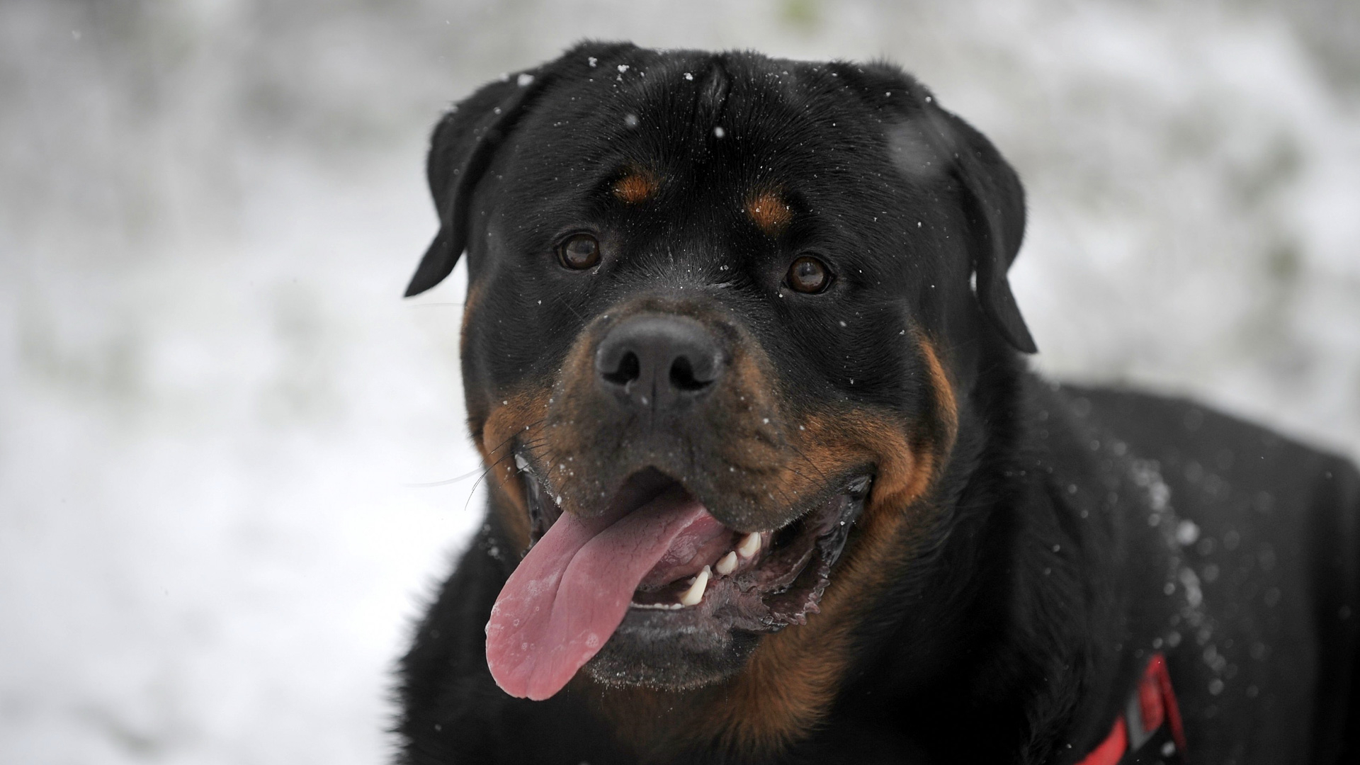 1920x1080 Rottweiler (Protruding tongue, Snow, Black&iuml;&frac14;&#137;HD Dog Wallpaper