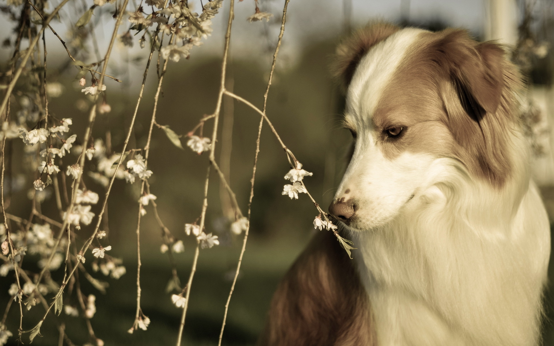 1920x1200 Spring Dog Wallpapers Top Free Spring Dog Backgrounds
