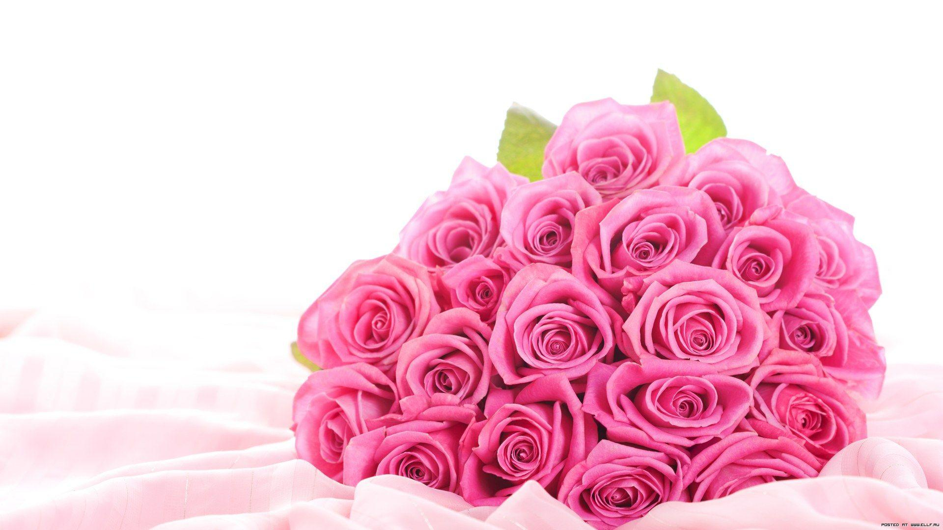1920x1080 Rose Flowers HD Wallpapers