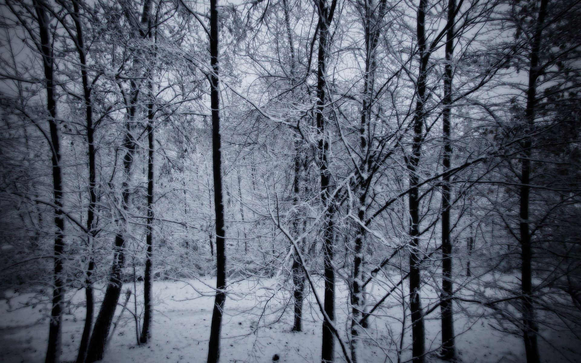 1920x1200 Dark Winter Forest Wallpapers Top Free Dark Winter Forest Backgrounds
