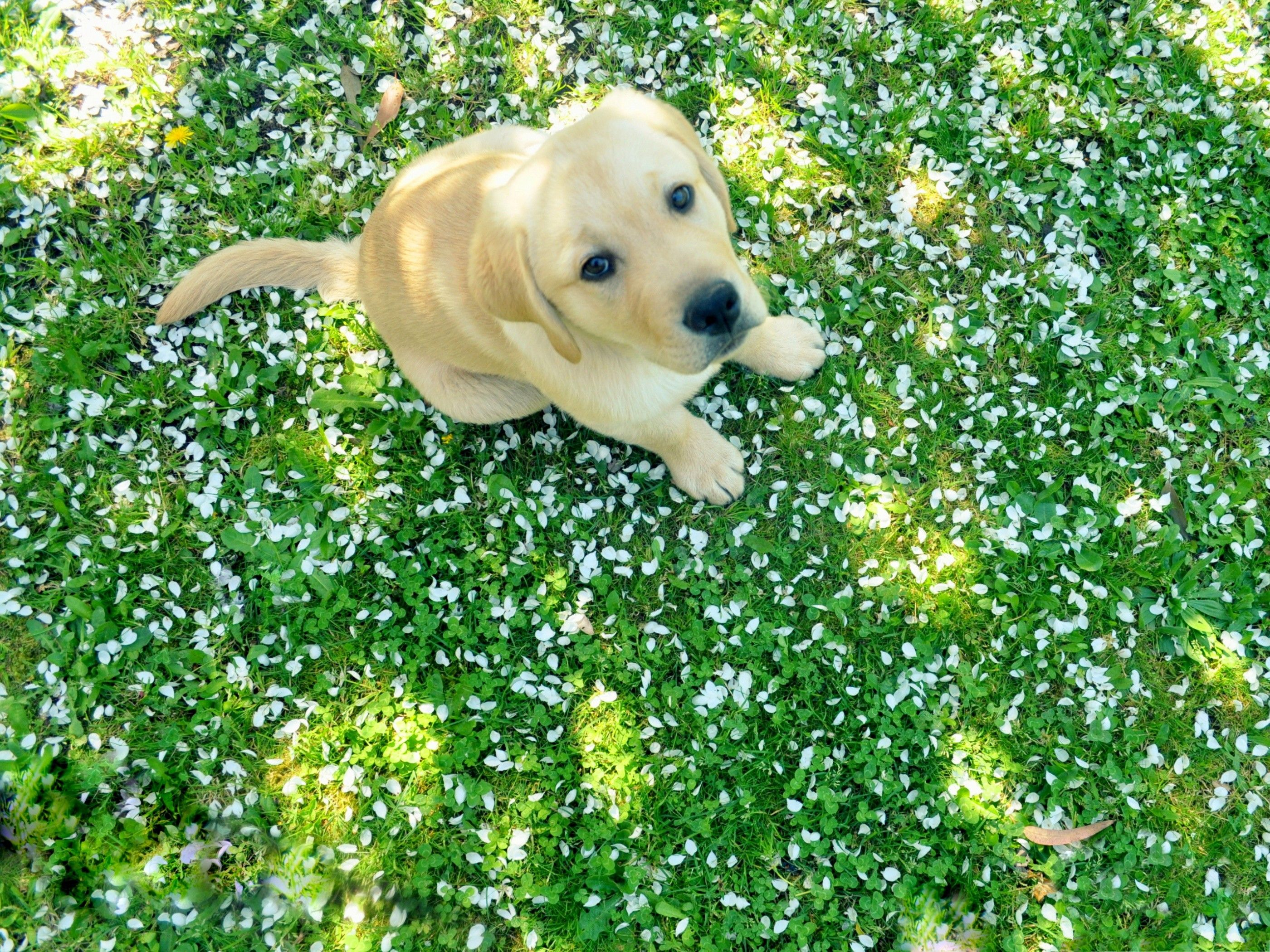 2800x2100 Spring Puppie Wallpapers