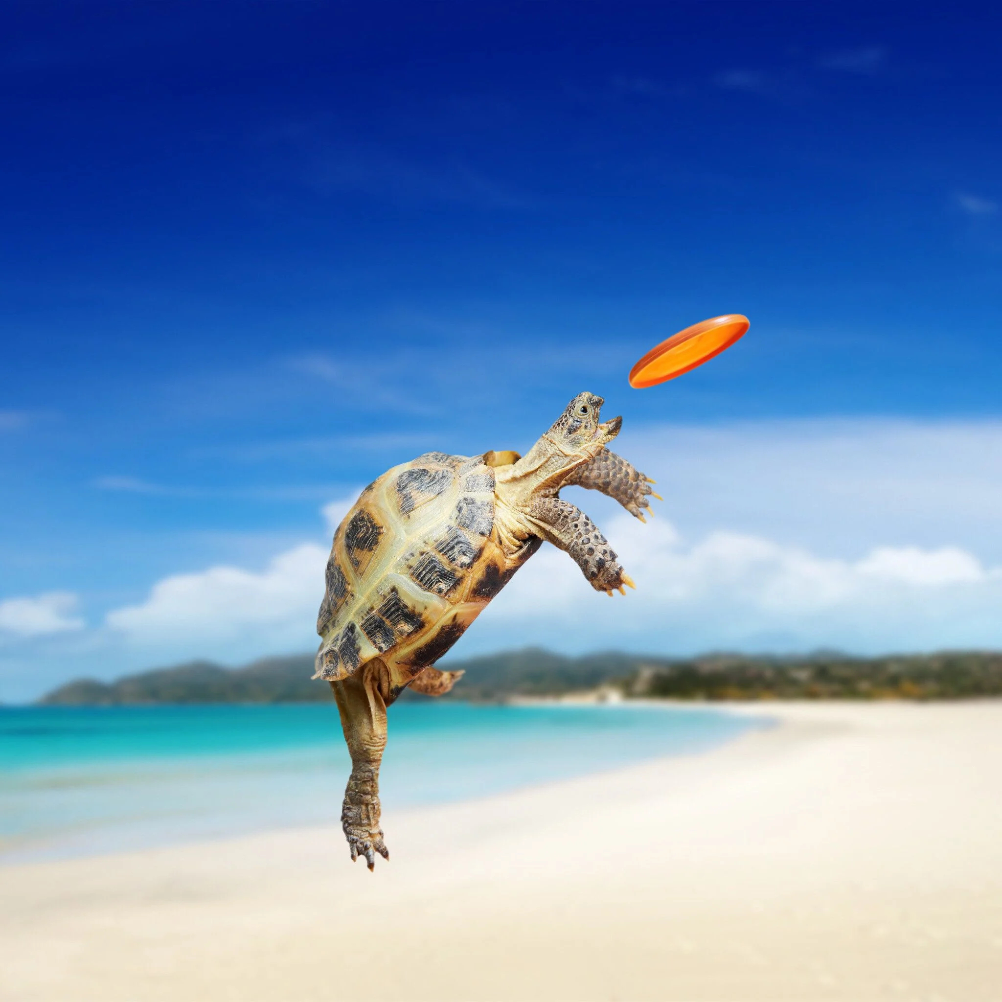 2048x2048 Baby Sea Turtle Wallpapers Top Free Baby Sea Turtle Backgrounds