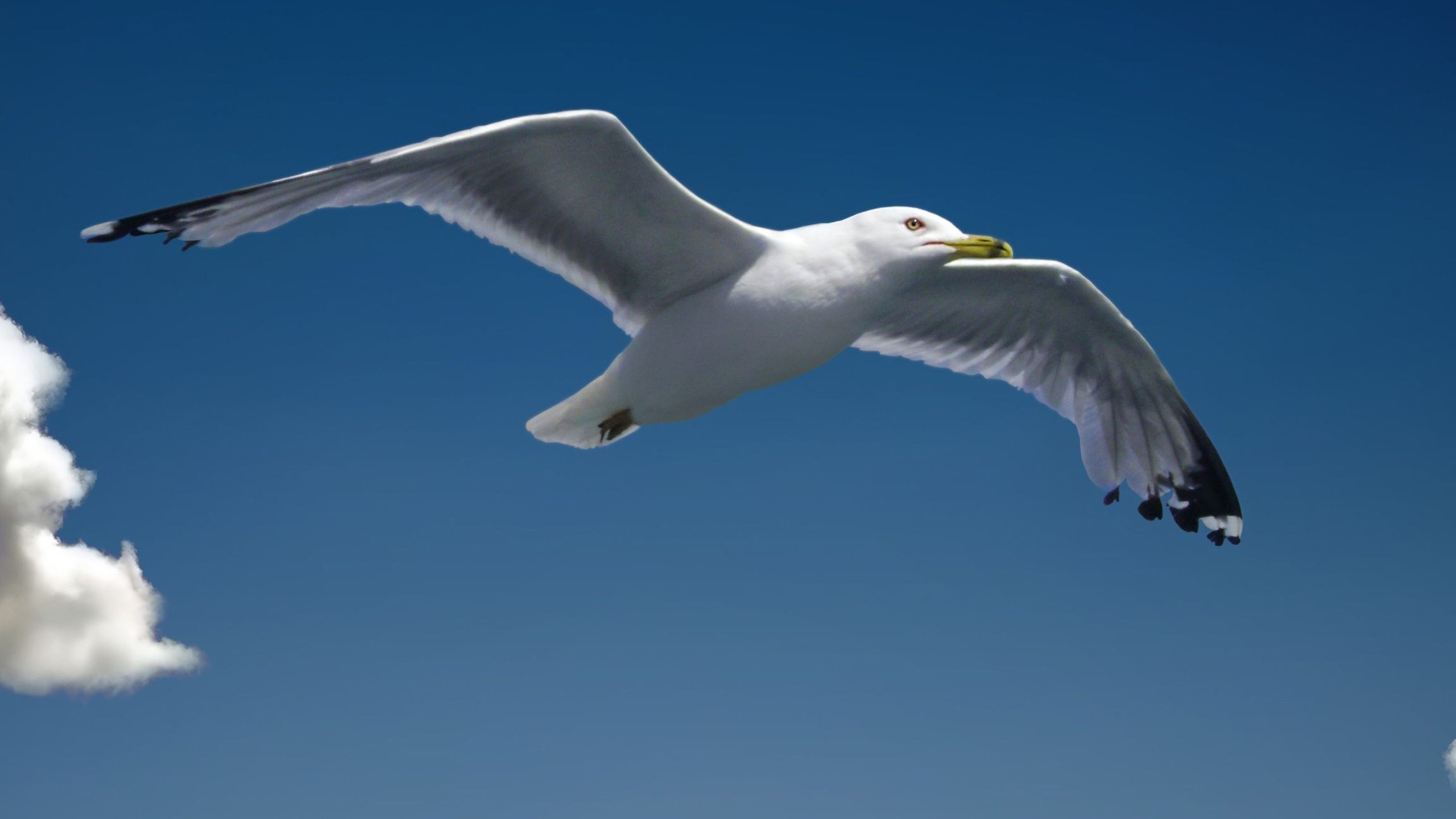 2560x1440 Seagull Wallpapers Top Free Seagull Backgrounds