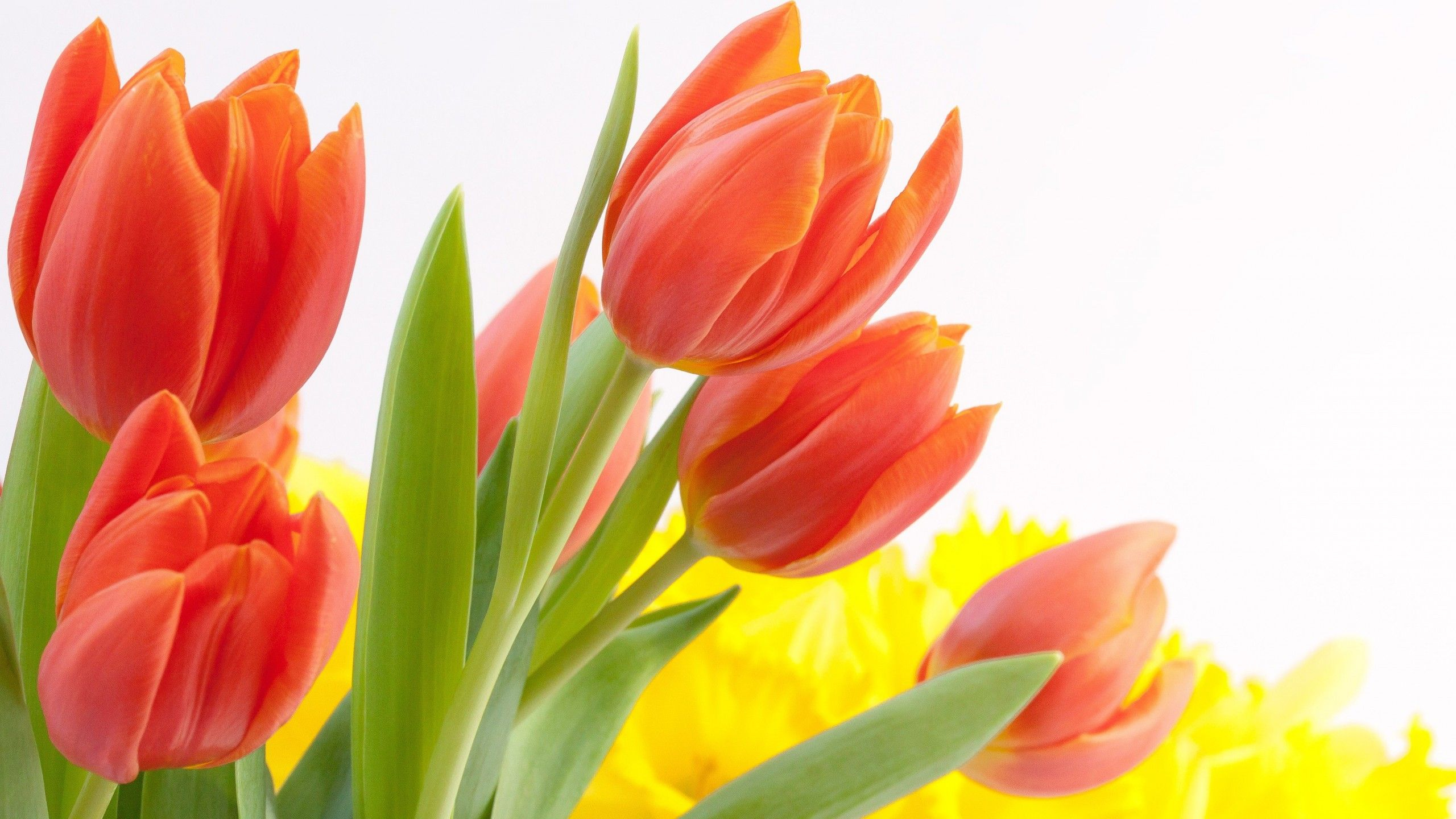 2560x1440 Tulip Flower HD Wallpapers