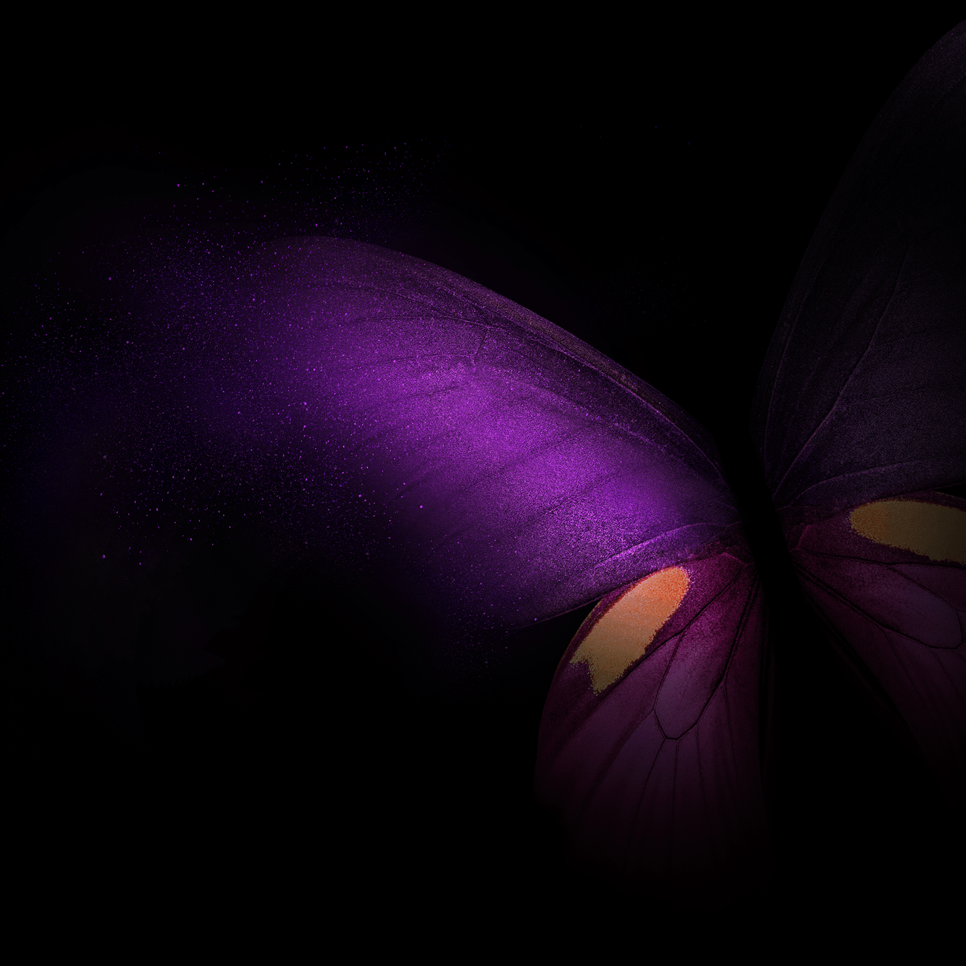 1920x1920 Black and Purple Butterflies Wallpapers