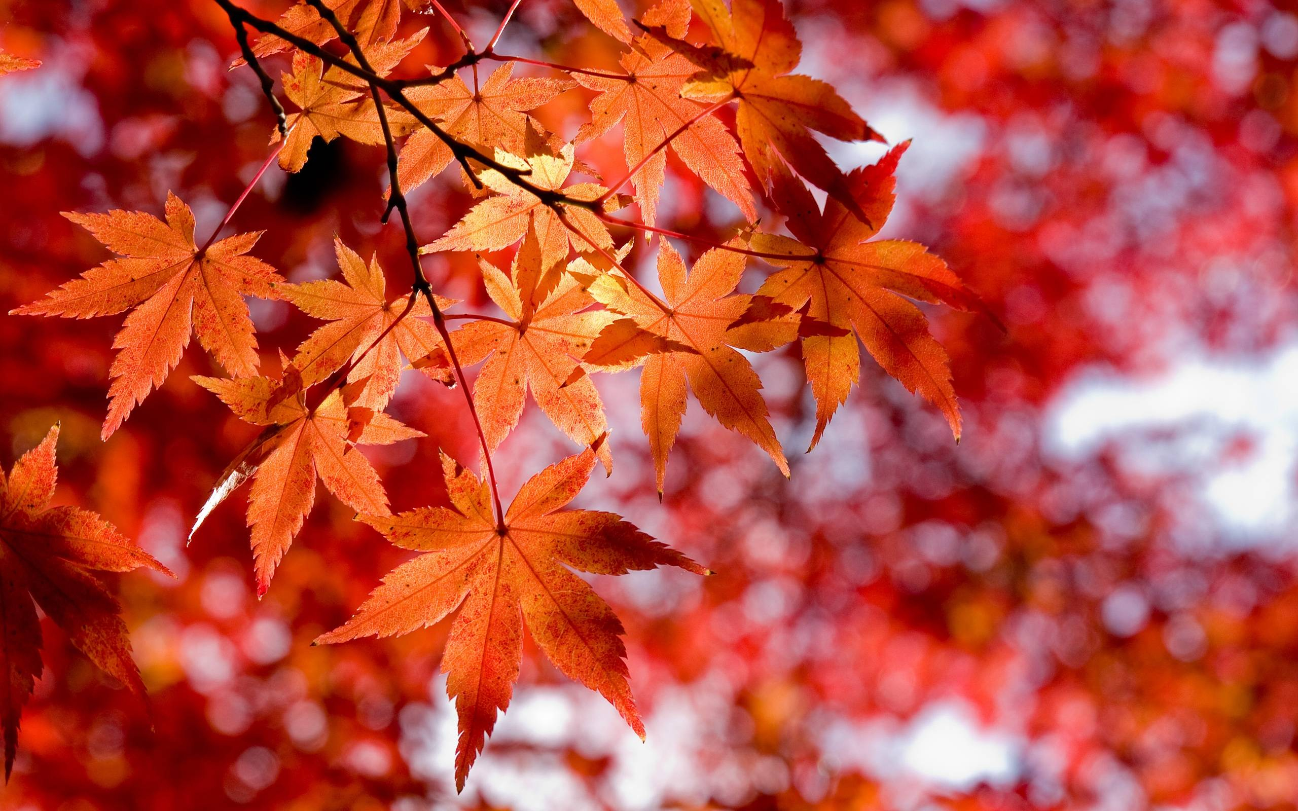 2560x1600 Maples Leaves Red Anime Beautiful Wallpapers