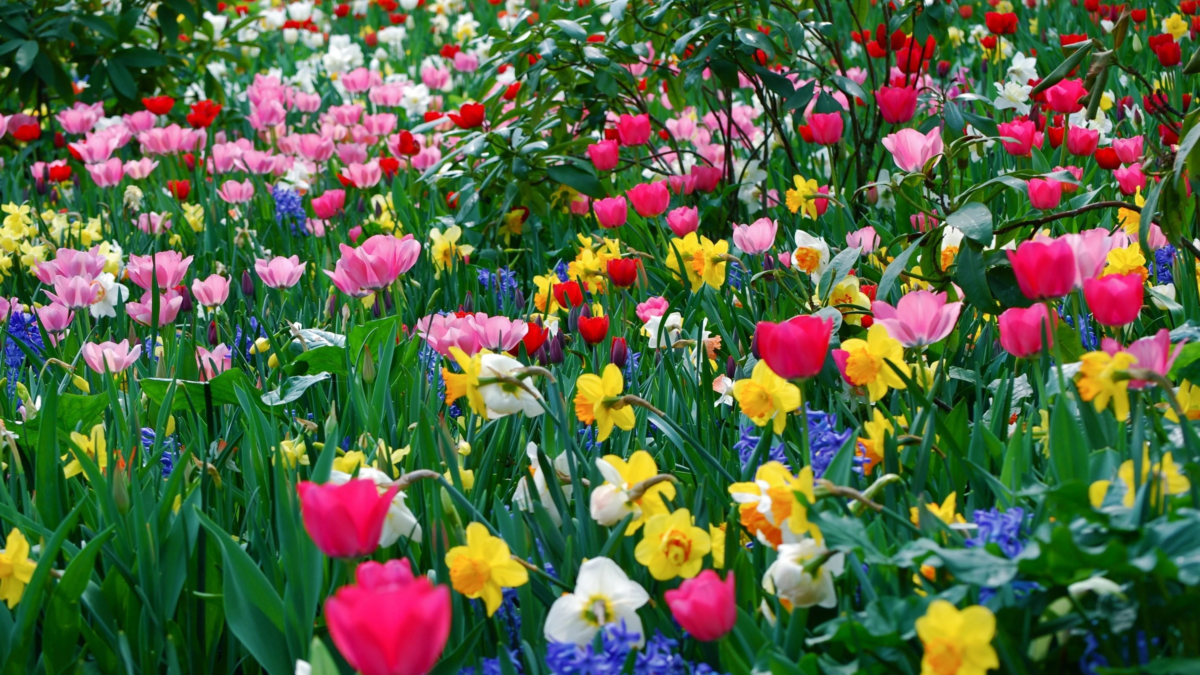 3840x2160 Spring Flowers Desktop Wallpapers Top Free Spring Flowers Desktop Backgrounds