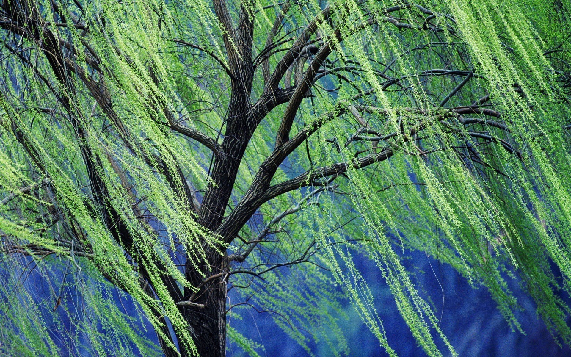 1920x1200 Weeping Willow Tree