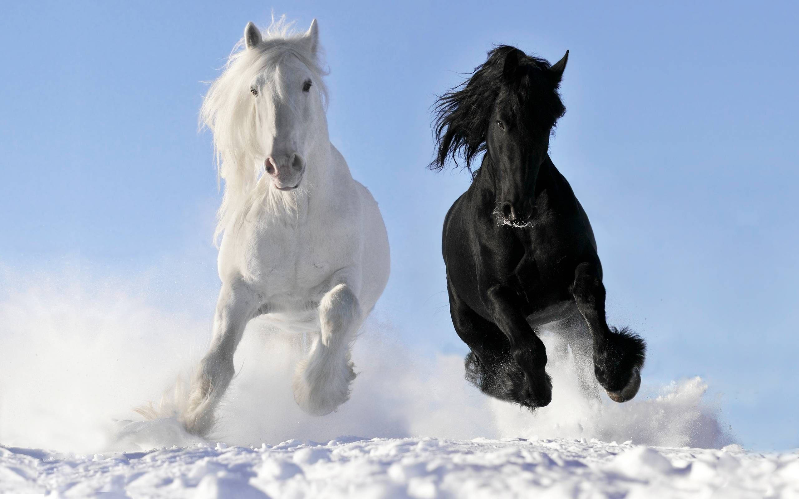 2560x1600 Download White Horse Vs Black Horse Wallpaper