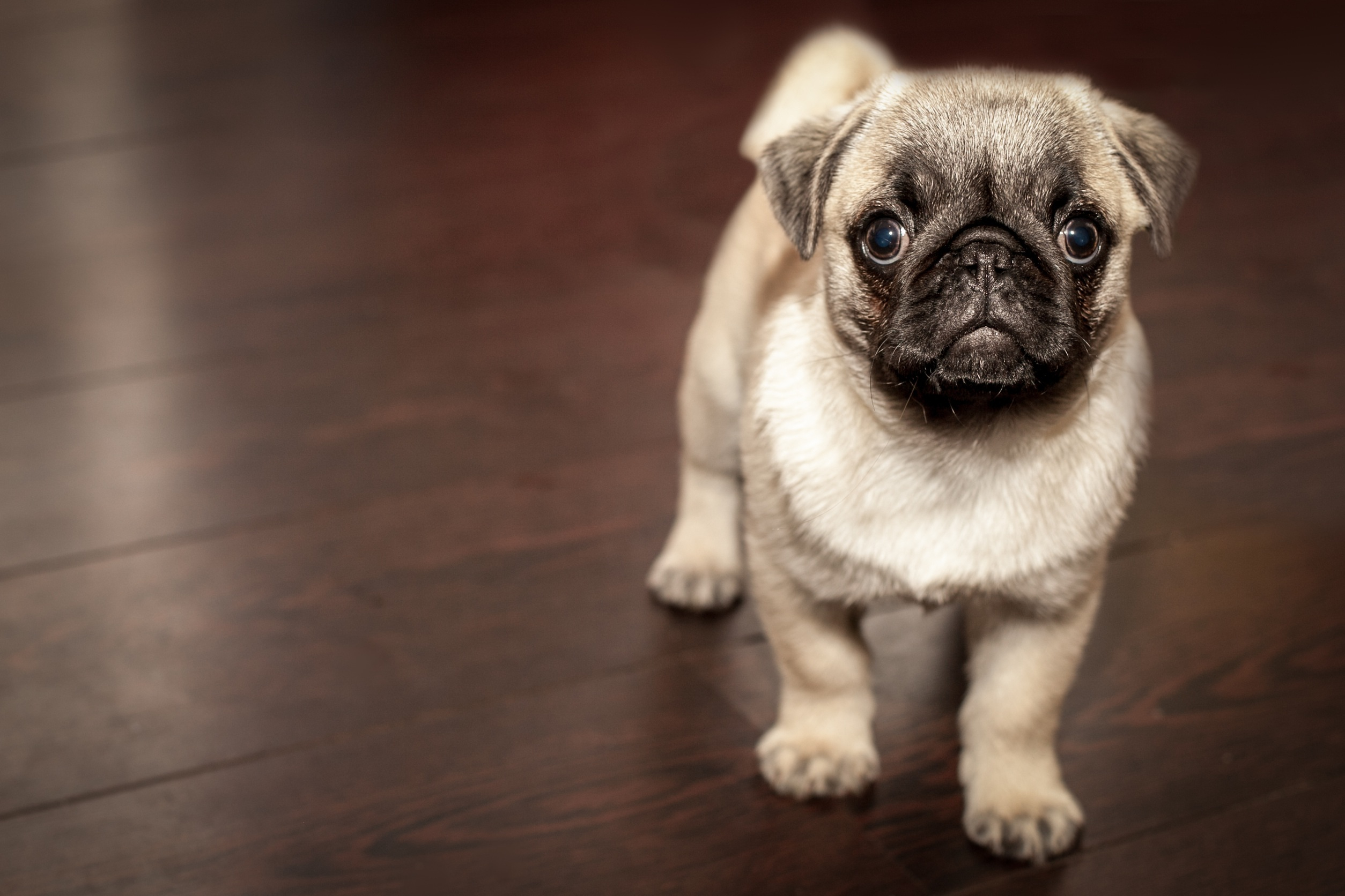 2508x1672 Pug Puppy, HD Animals, 4k Wallpapers, Images, Backgrounds, Photos and Pictures