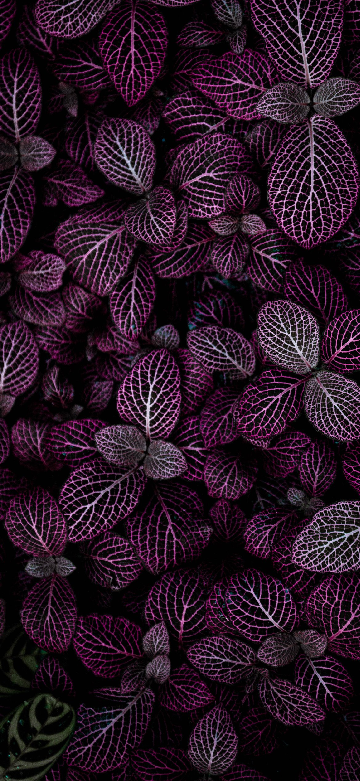 1170x2532 32 Free Purple Aesthetic Wallpaper Backgrounds Perfect For Your iPhone