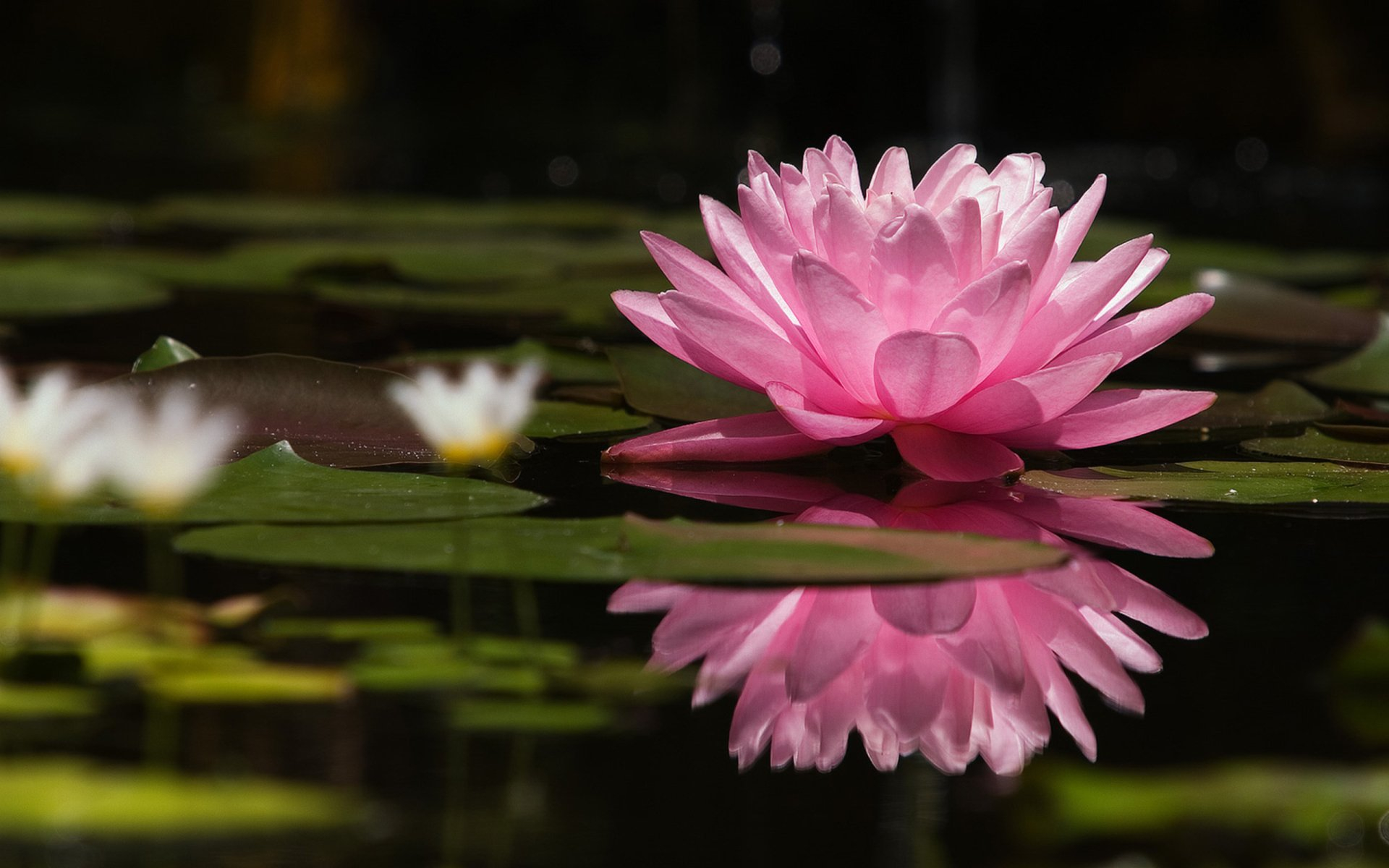 1920x1200 180+ Water Lily HD Wallpapers and Backgrounds