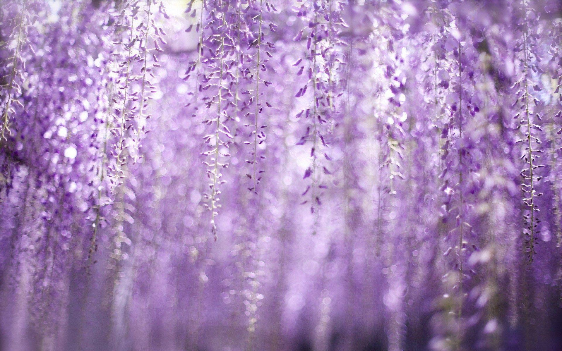 1920x1200 Wisteria Wallpapers