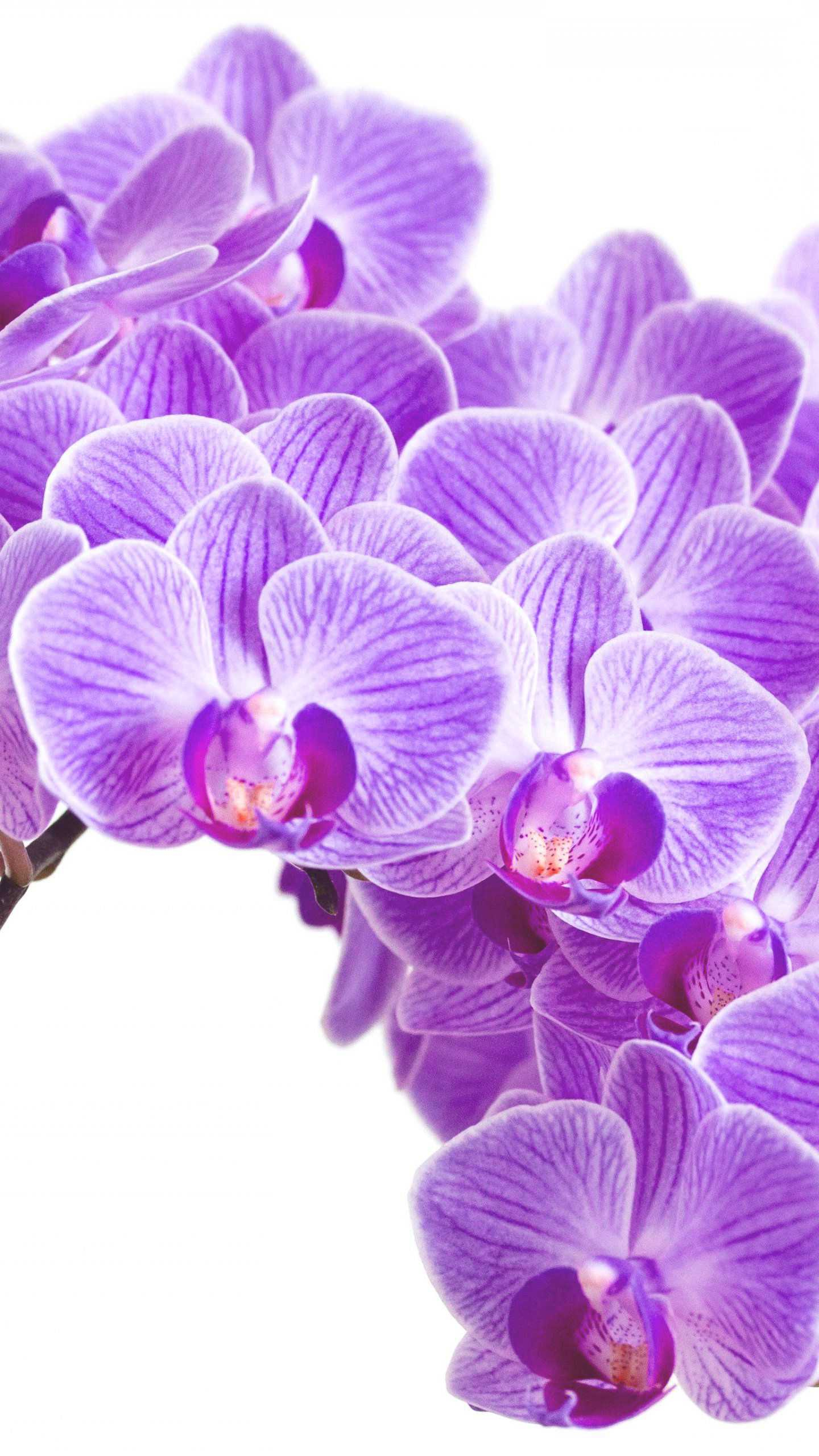 1440x2560 4K Orchid Wallpaper