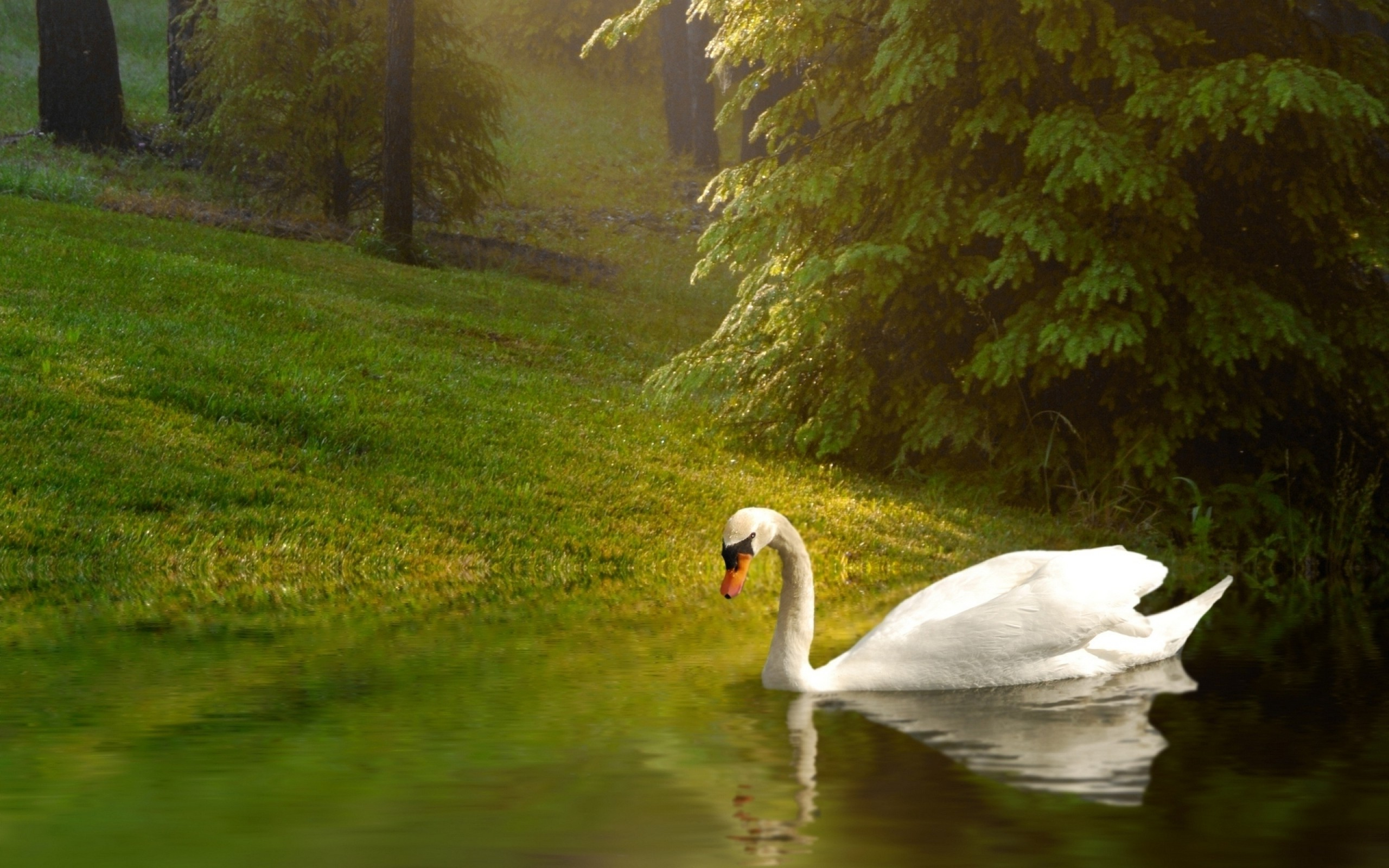 2560x1600 animals, Nature, Swans, Birds, Reflection, Lake Wallpapers HD / Desktop and Mobile Backgrounds