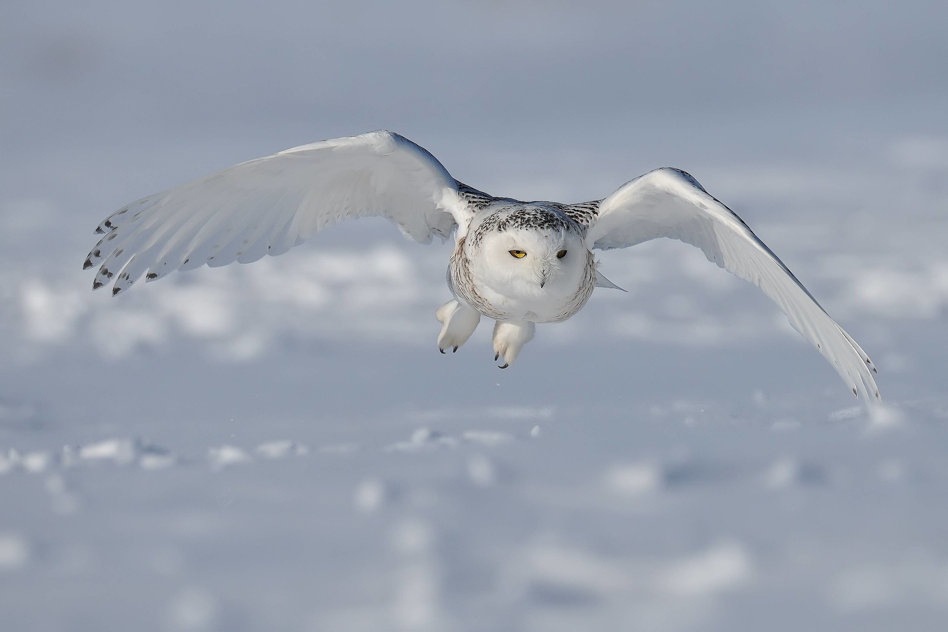 3143x2095 Snowy Owl Wallpaper (71+ pictures