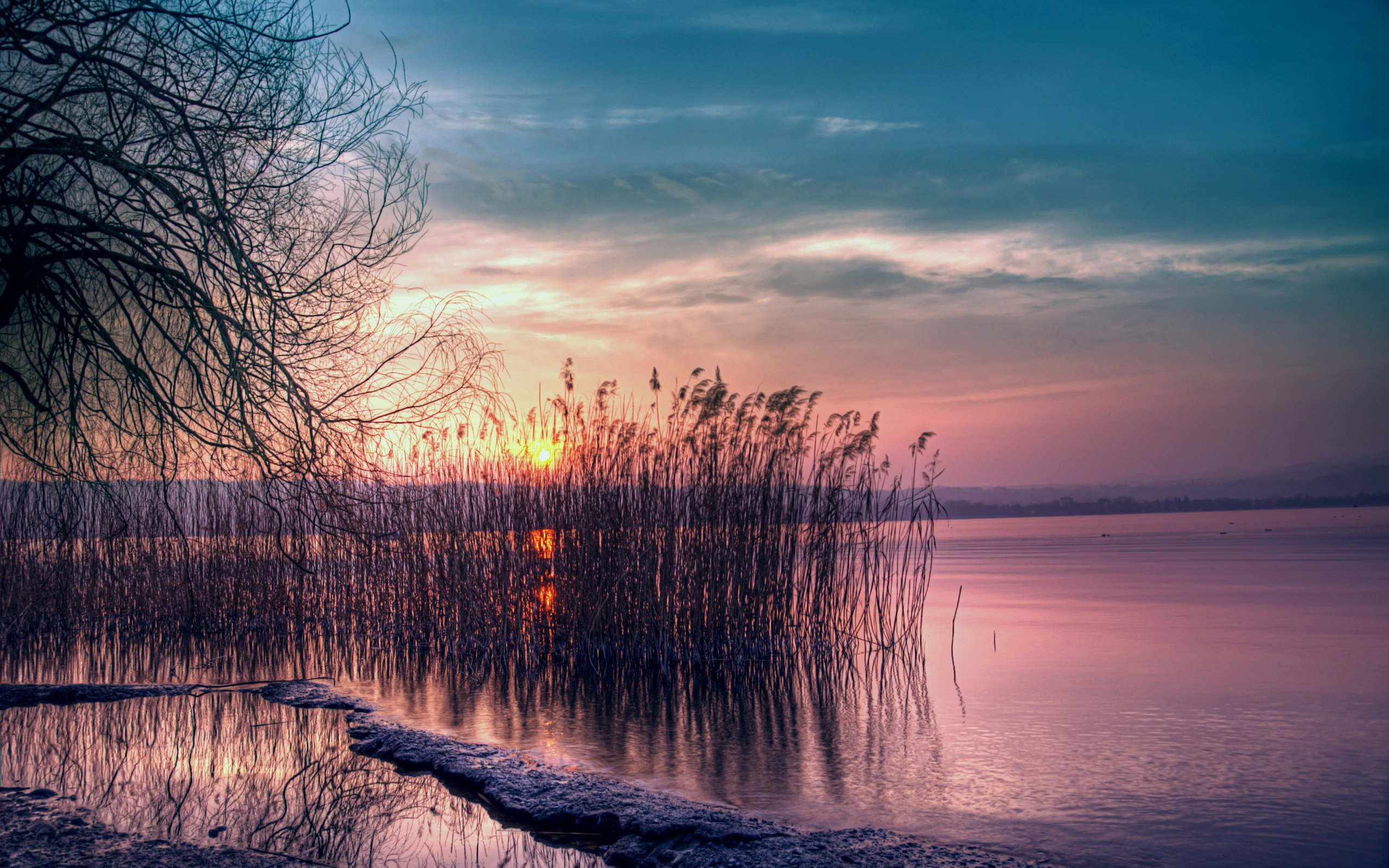 2560x1600 Wallpaper : reed, reservoir, decline, coast, evening, Willow, tree, branches wallhaven 1050997 HD Wallpapers