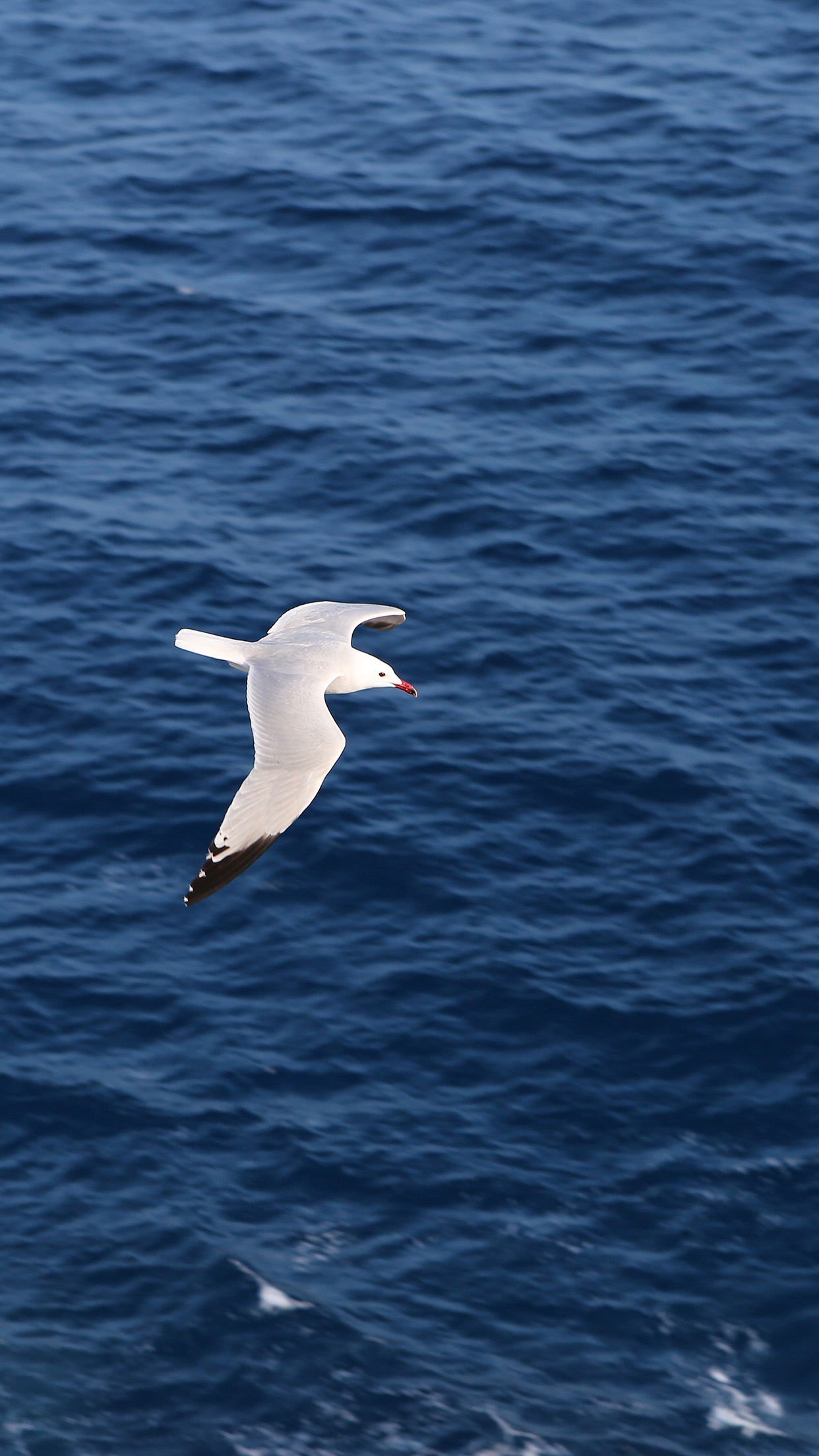 1242x2208 | iPhone11 wallpaper | mt15-seagullbird-sea-ocean-animal-nature
