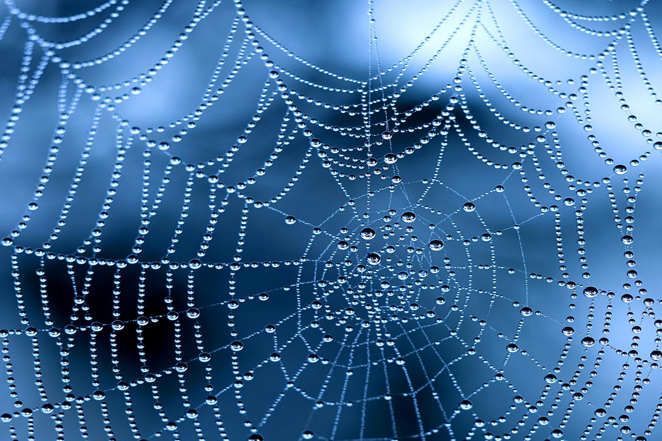 2160x1440 160+ Spider Web HD Wallpapers and Backgrounds