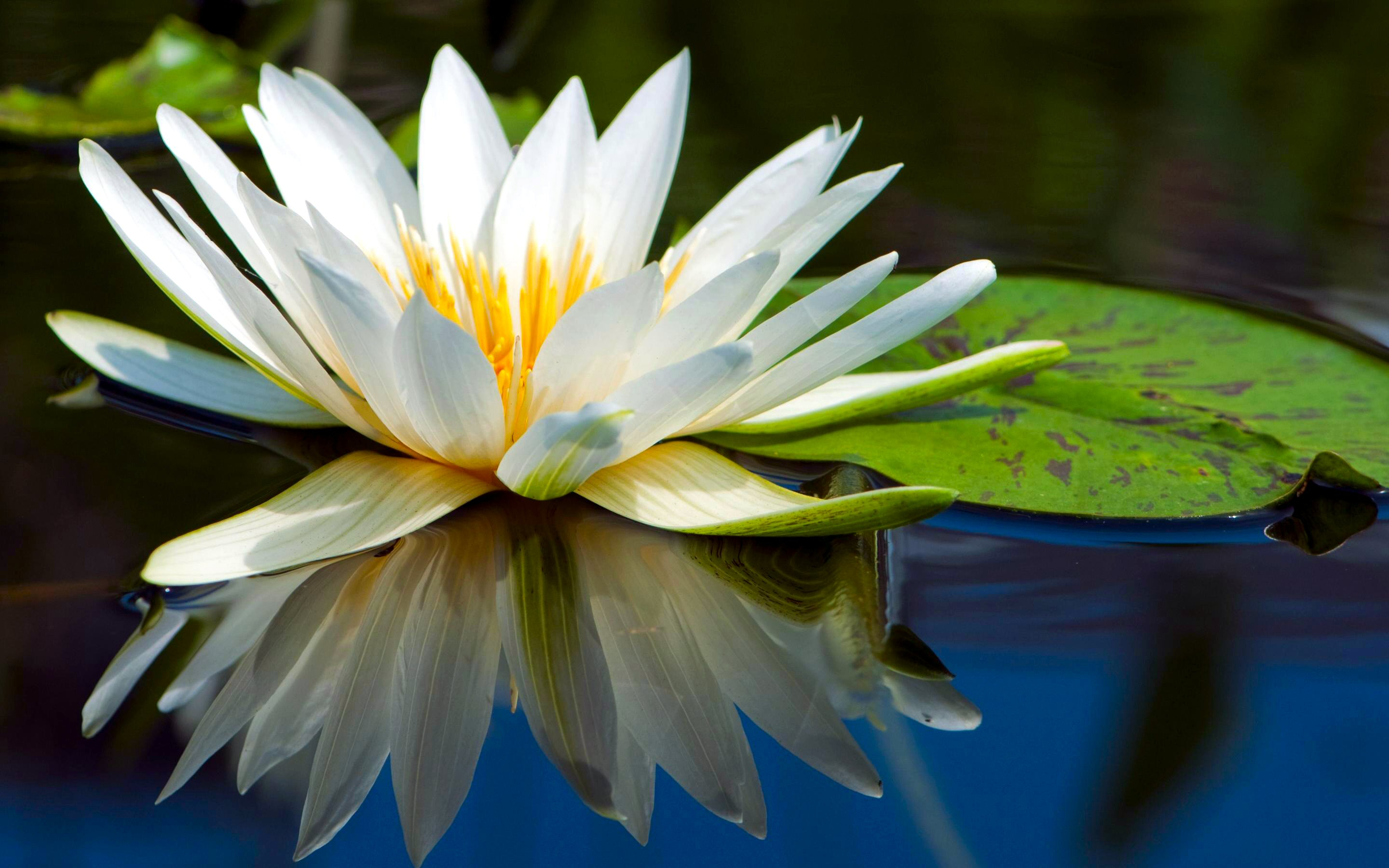 2880x1800 180+ Water Lily HD Wallpapers and Backgrounds