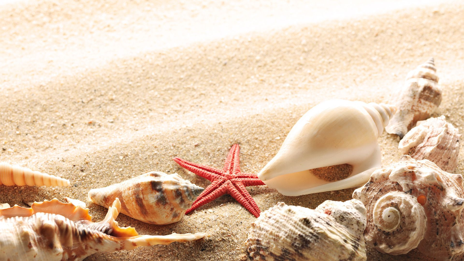 1920x1080 Wallpaper-seashells-summer-beach-sand-sun-theme-macro-download-132777- | Sea shells, Shell art, Seashell art