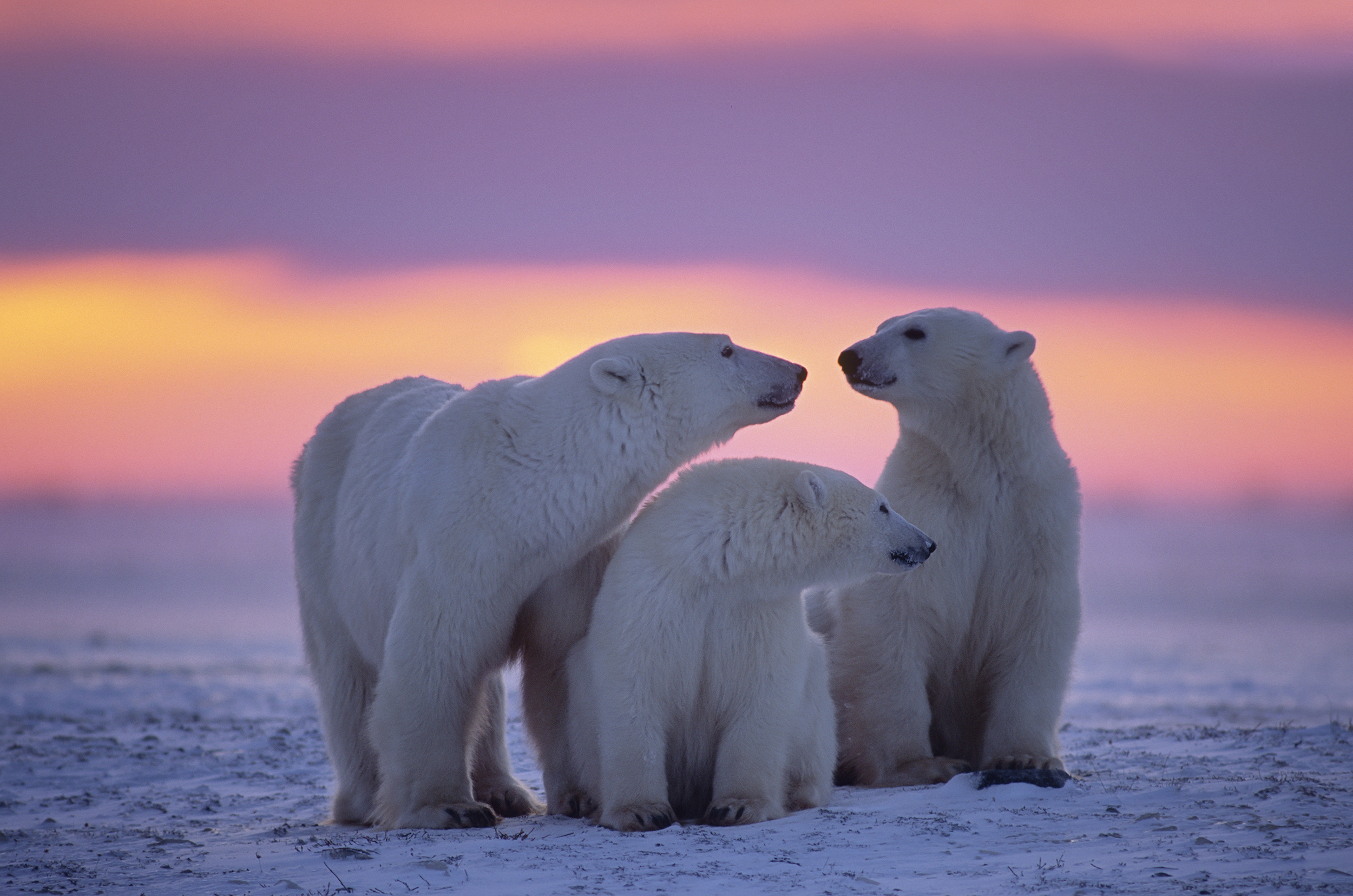 2500x1655 Polar Bear Family, HD Animals, 4k Wallpapers, Images, Backgrounds, Photos and Pictures