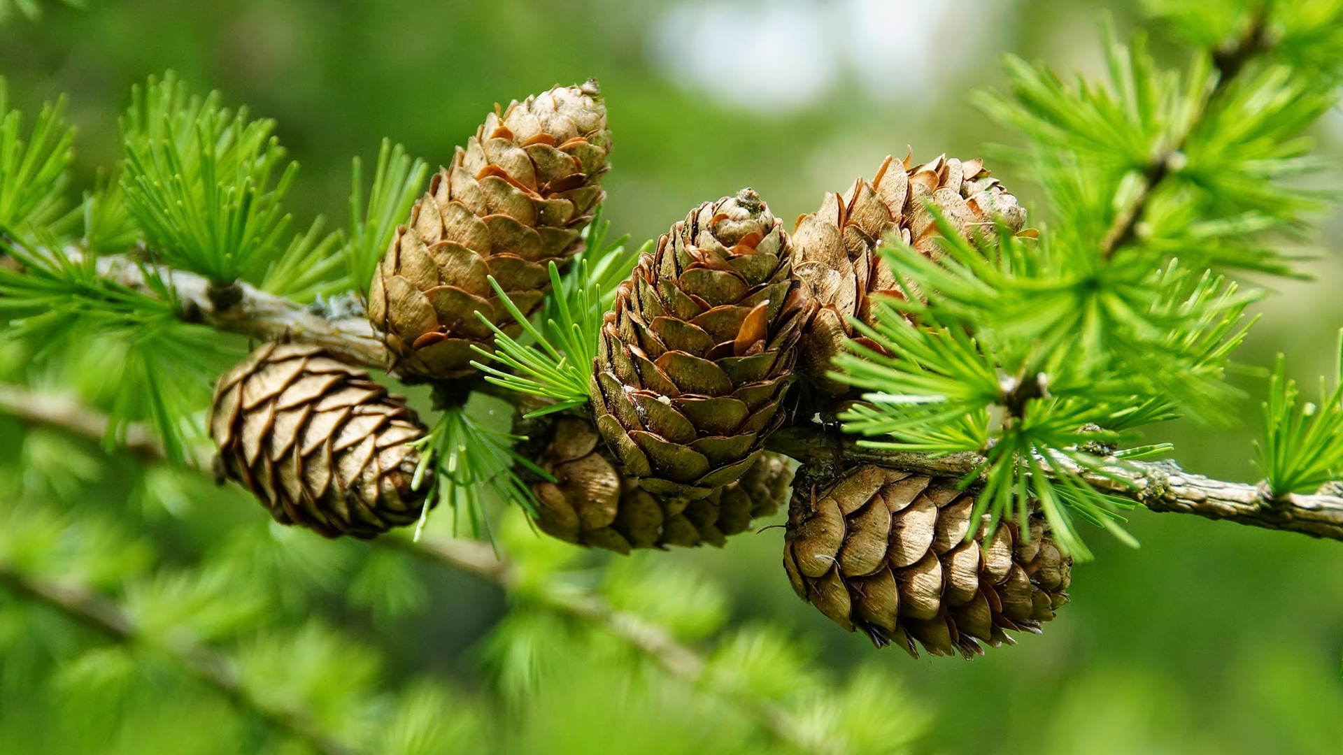 1920x1080 Pinecone Wallpapers