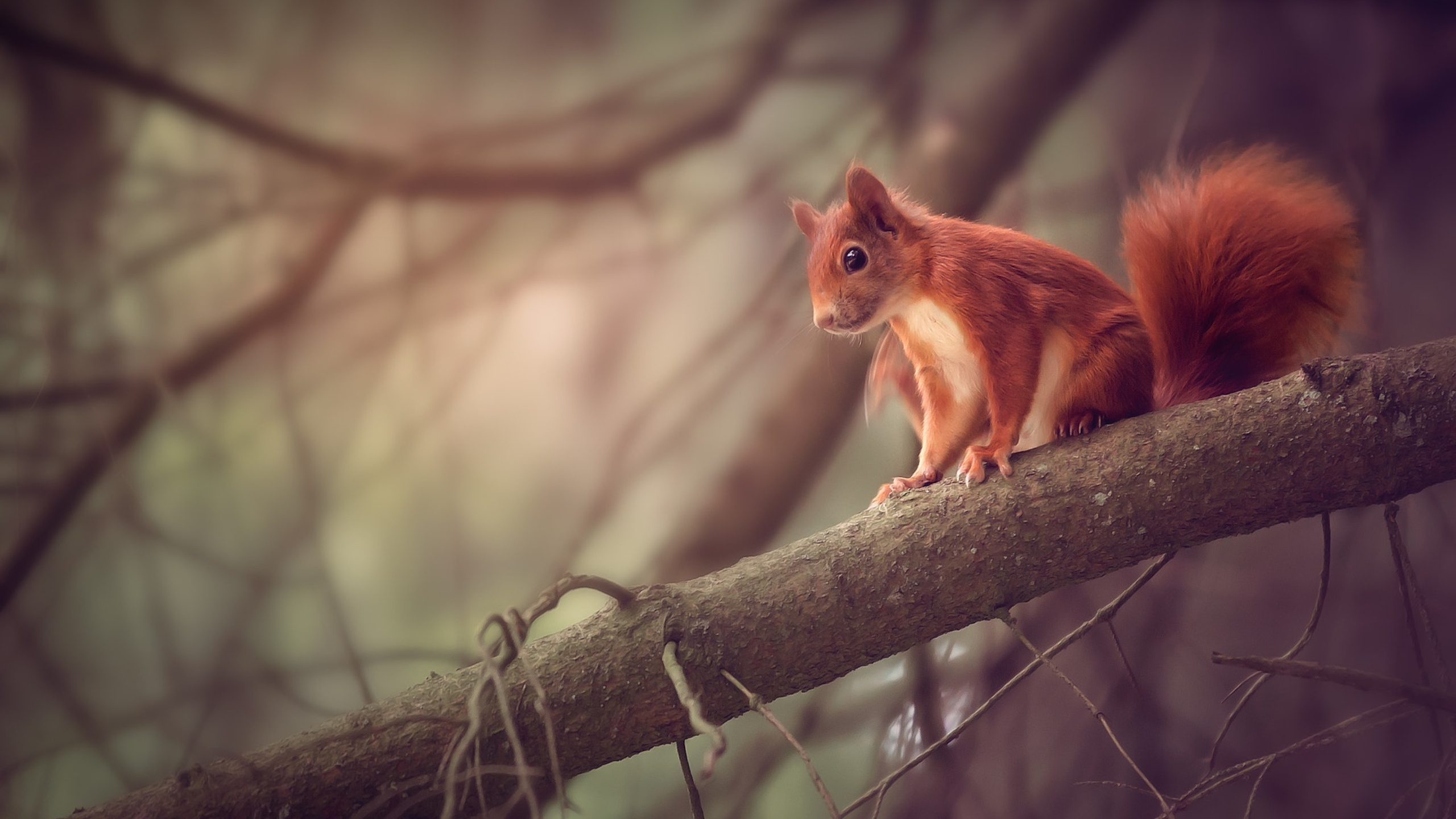 2560x1440 Squirrel Sitting On Branch 1440P Resolution HD 4k Wallpapers, Images, Backgrounds, Photos and Pictures